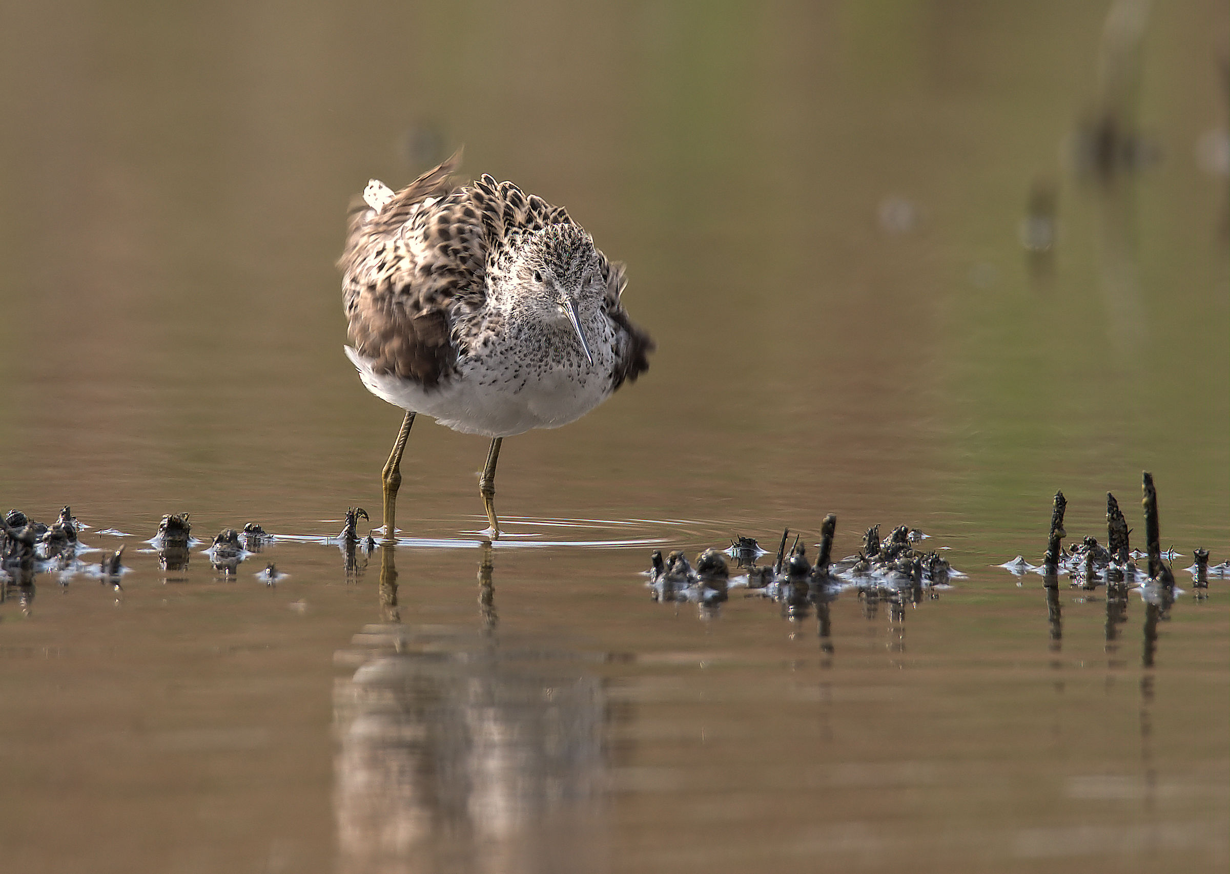Marsh Sandpiper