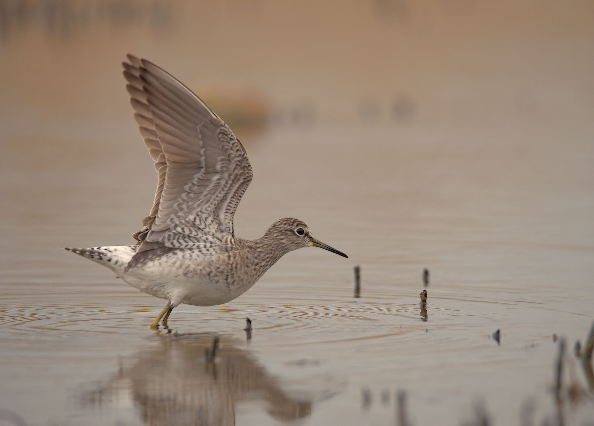 Pyro Pyro Boschereccio