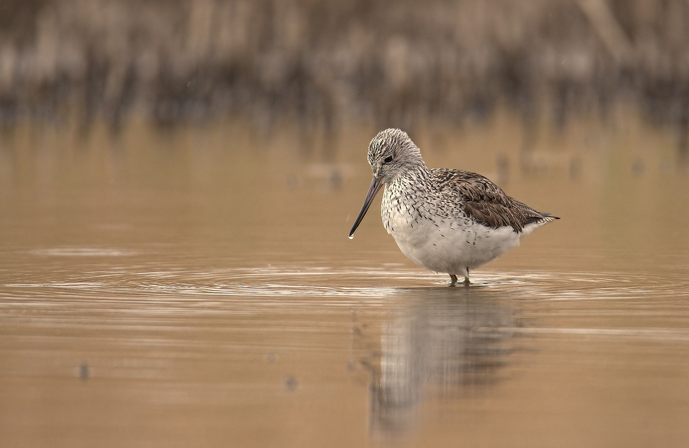 Greenshank