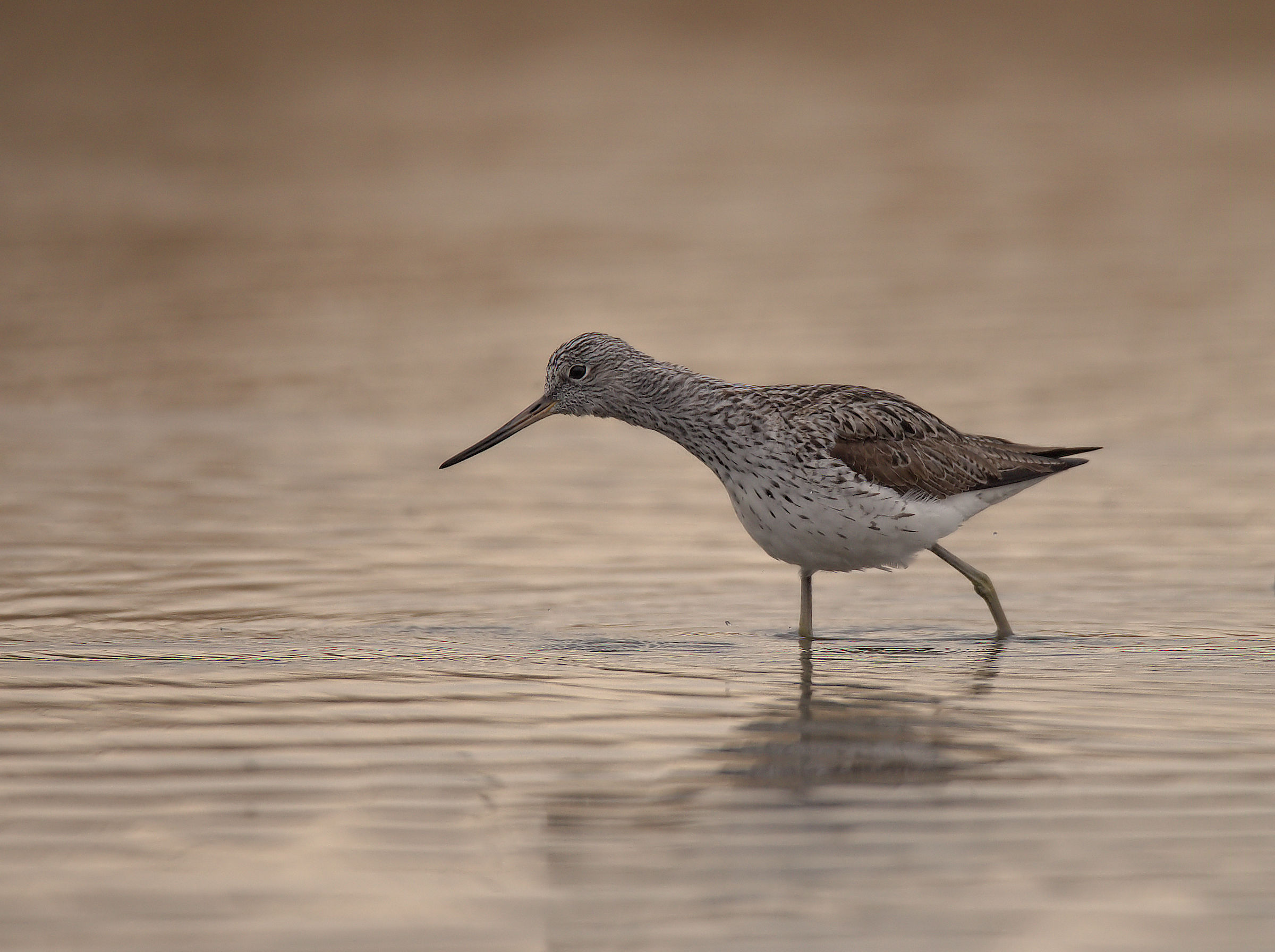 Greenshank