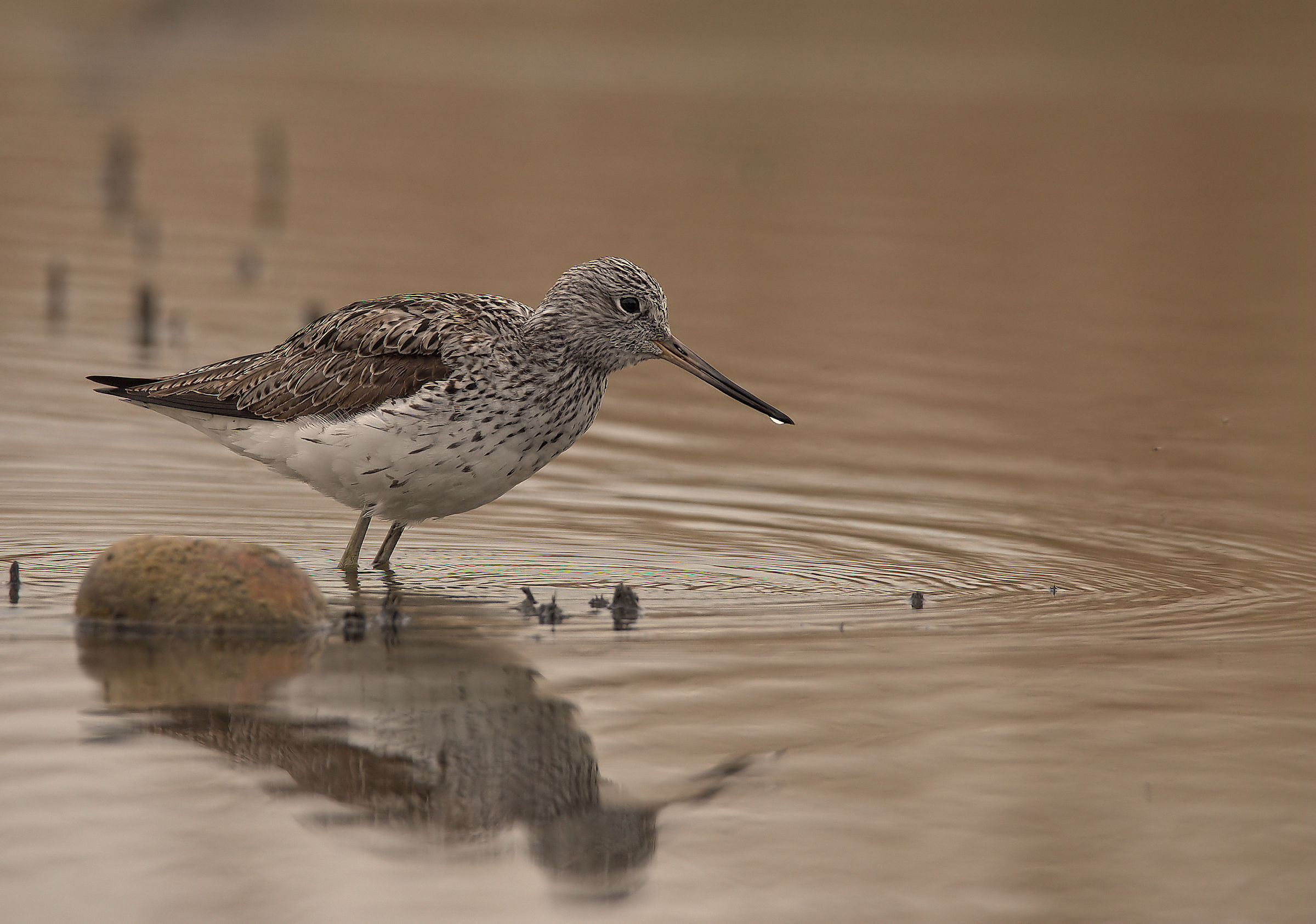 Greenshank