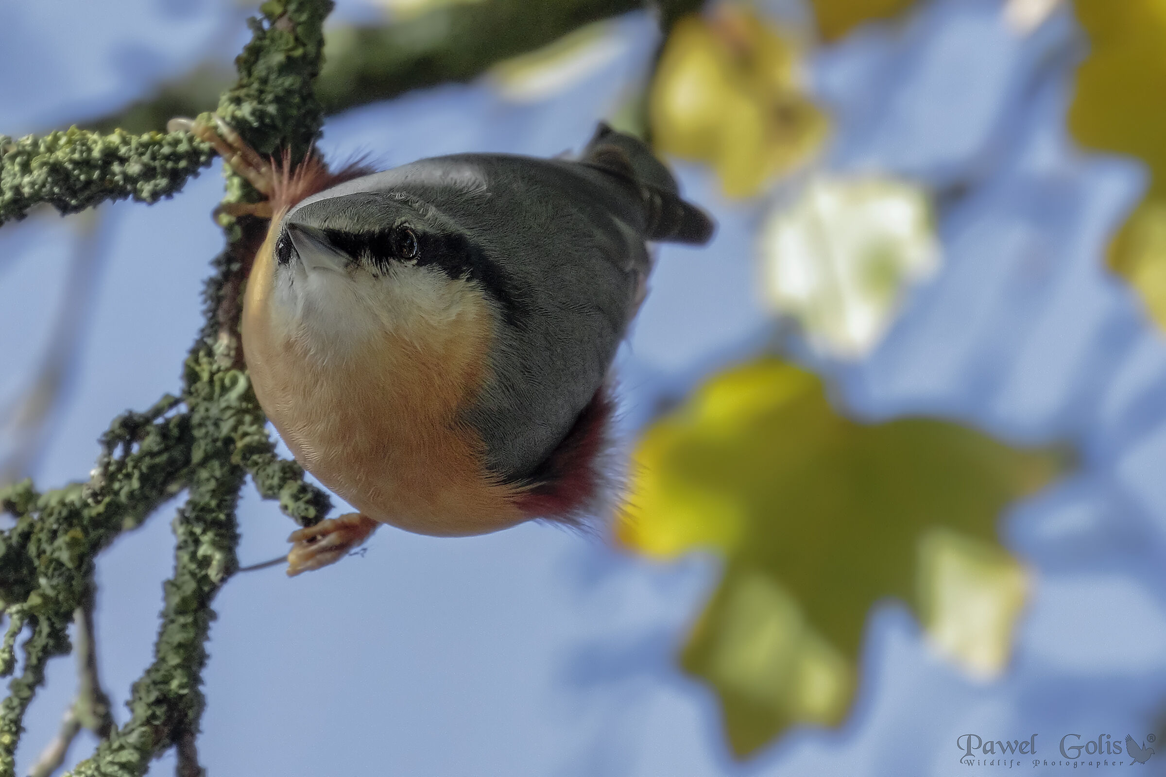 Nuthatch (Sitta europaea)