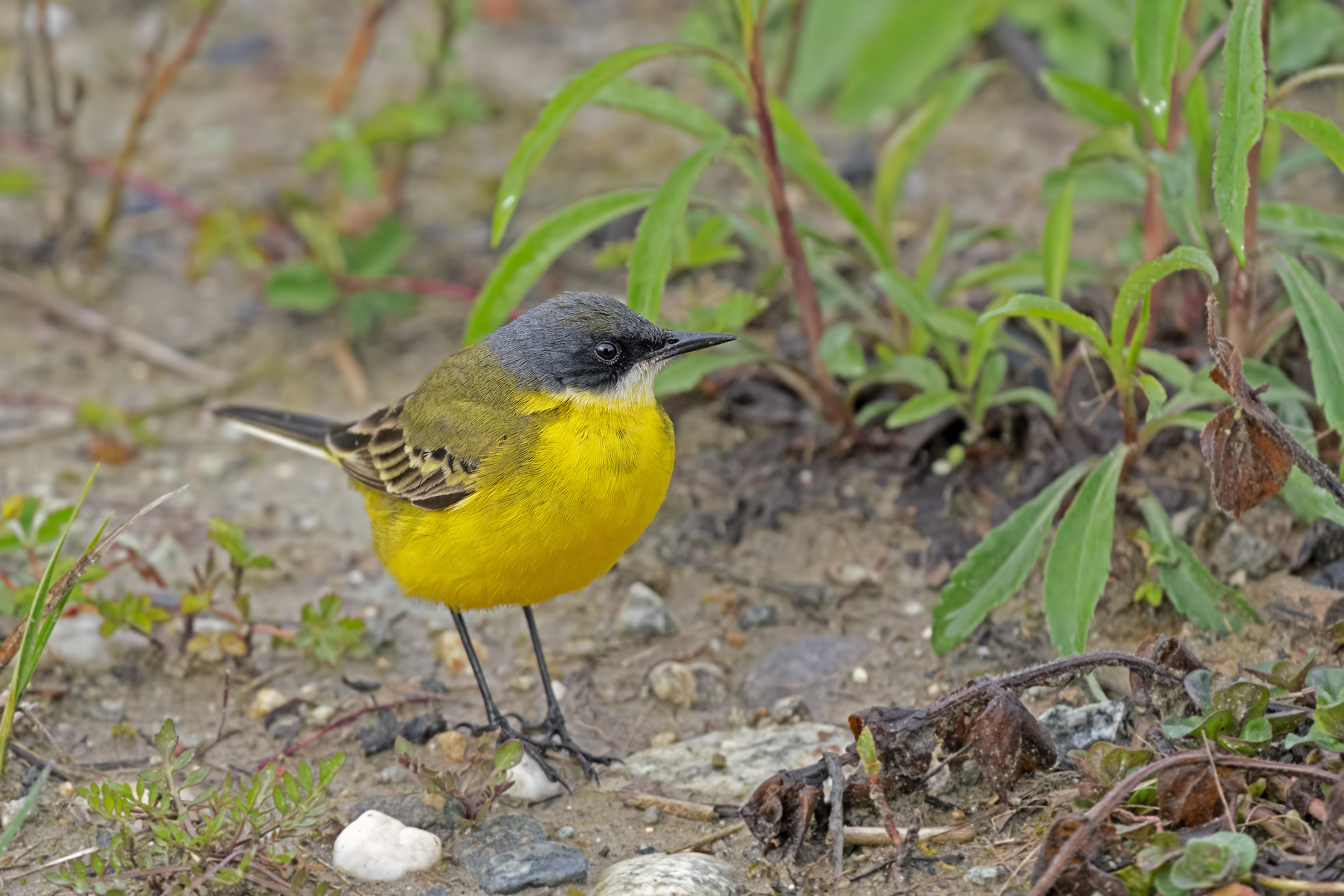 Yellow Wagtail