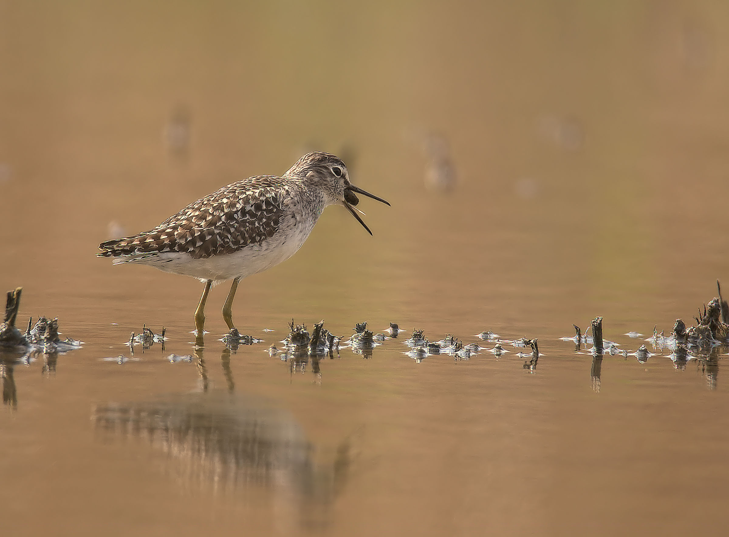 Pyro Pyro Boschereccio