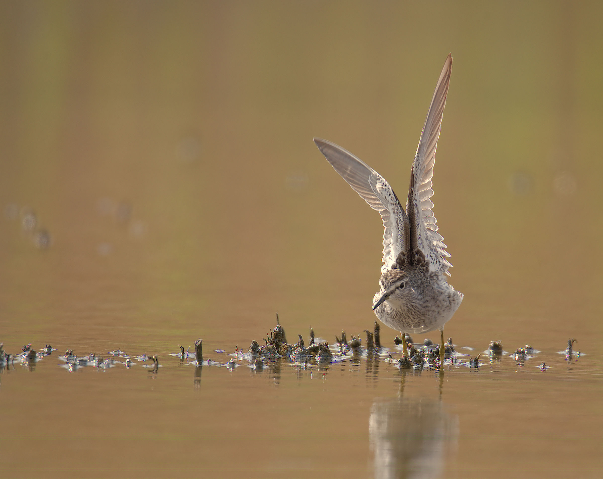 Pyro Pyro Boschereccio