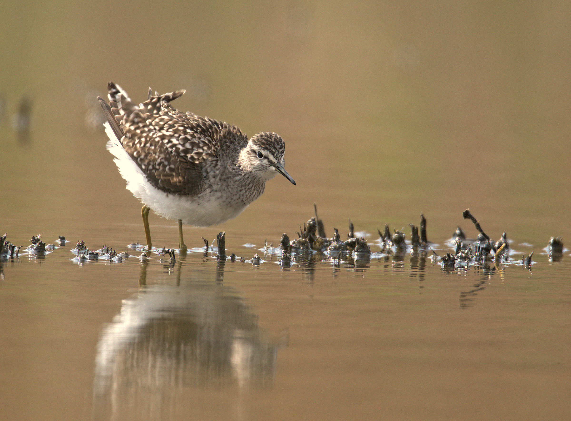 Pyro Pyro Boschereccio