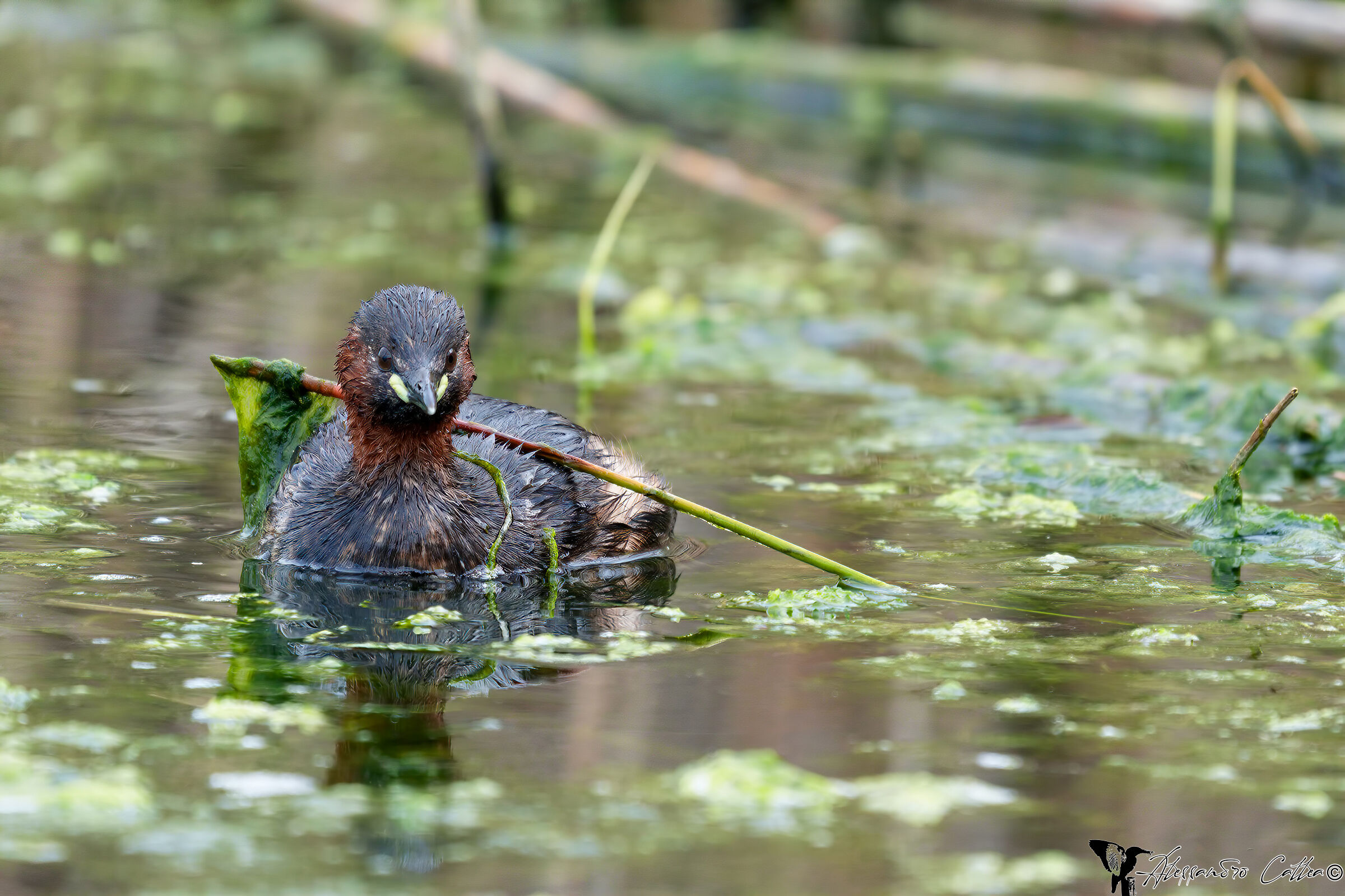 Il Tuffetto portabandiera (Tachybaptus ruficollis)
