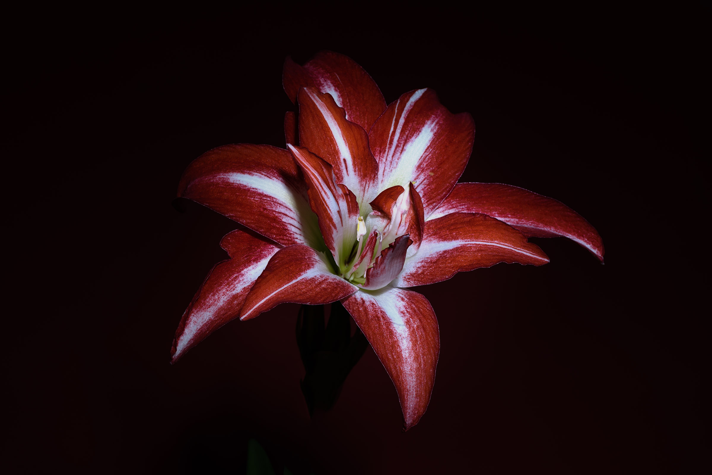 Amaryllis