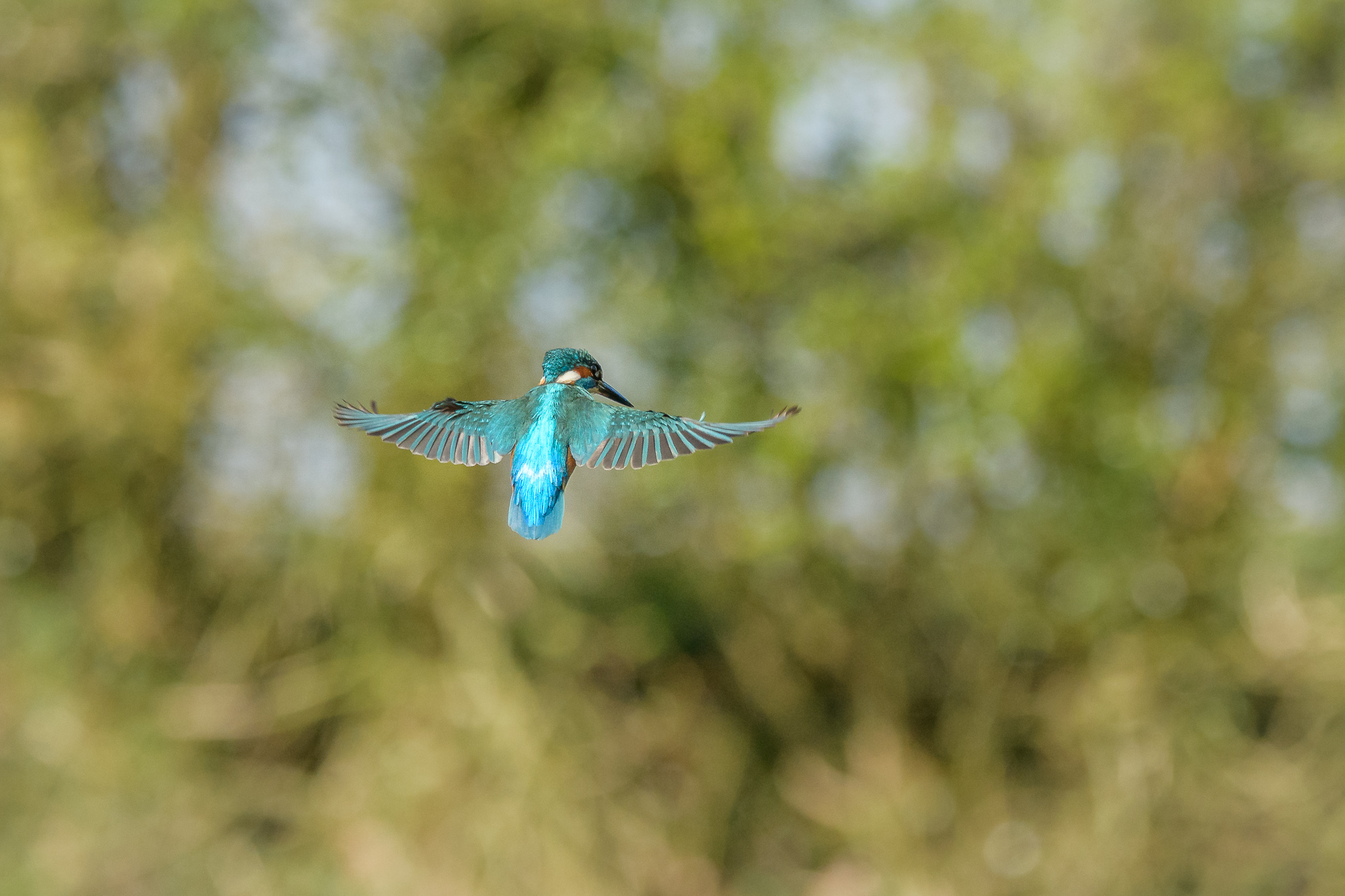 Hovering Kingfisher