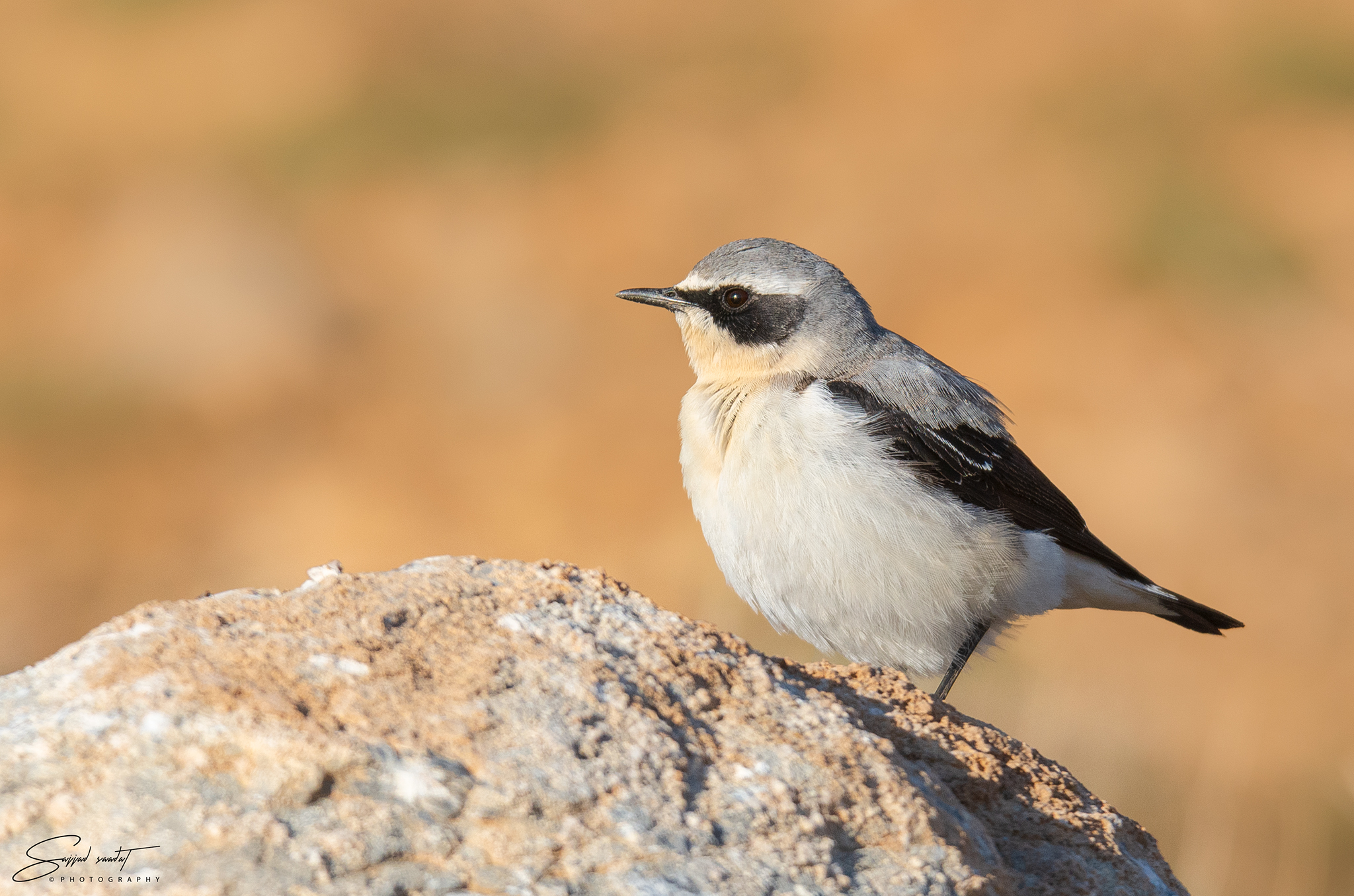 Northern Wheatear