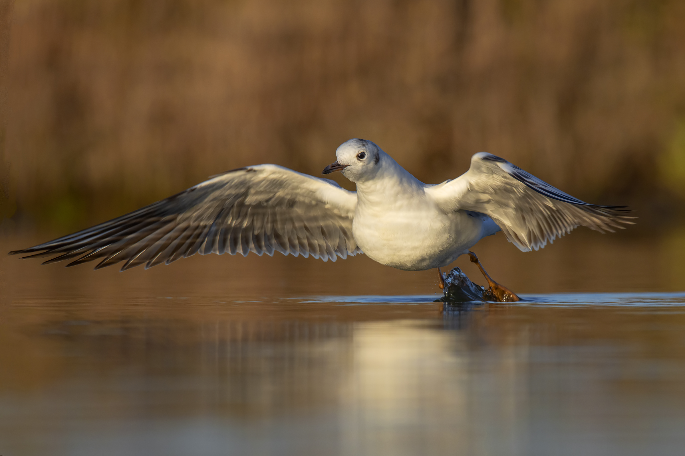 Common Seagull