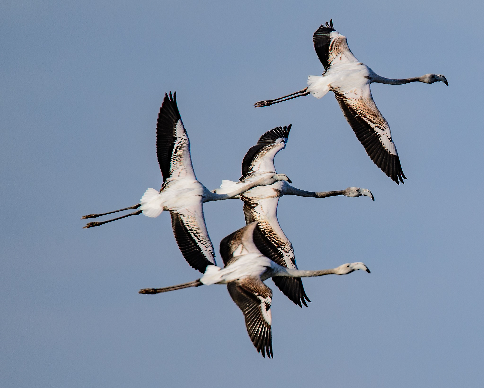 Young Flamingos in flight