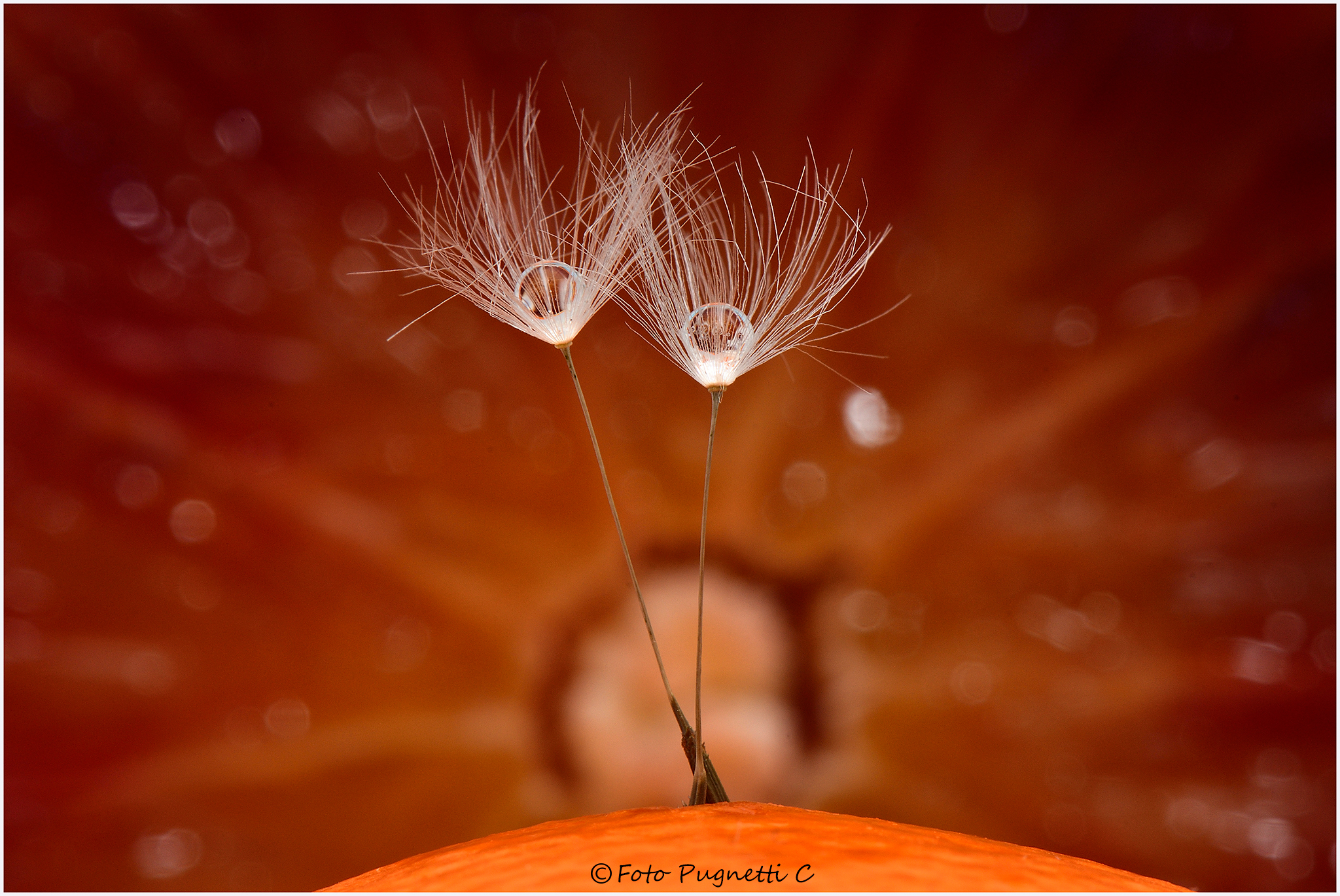 Tramonto fra gli alberi