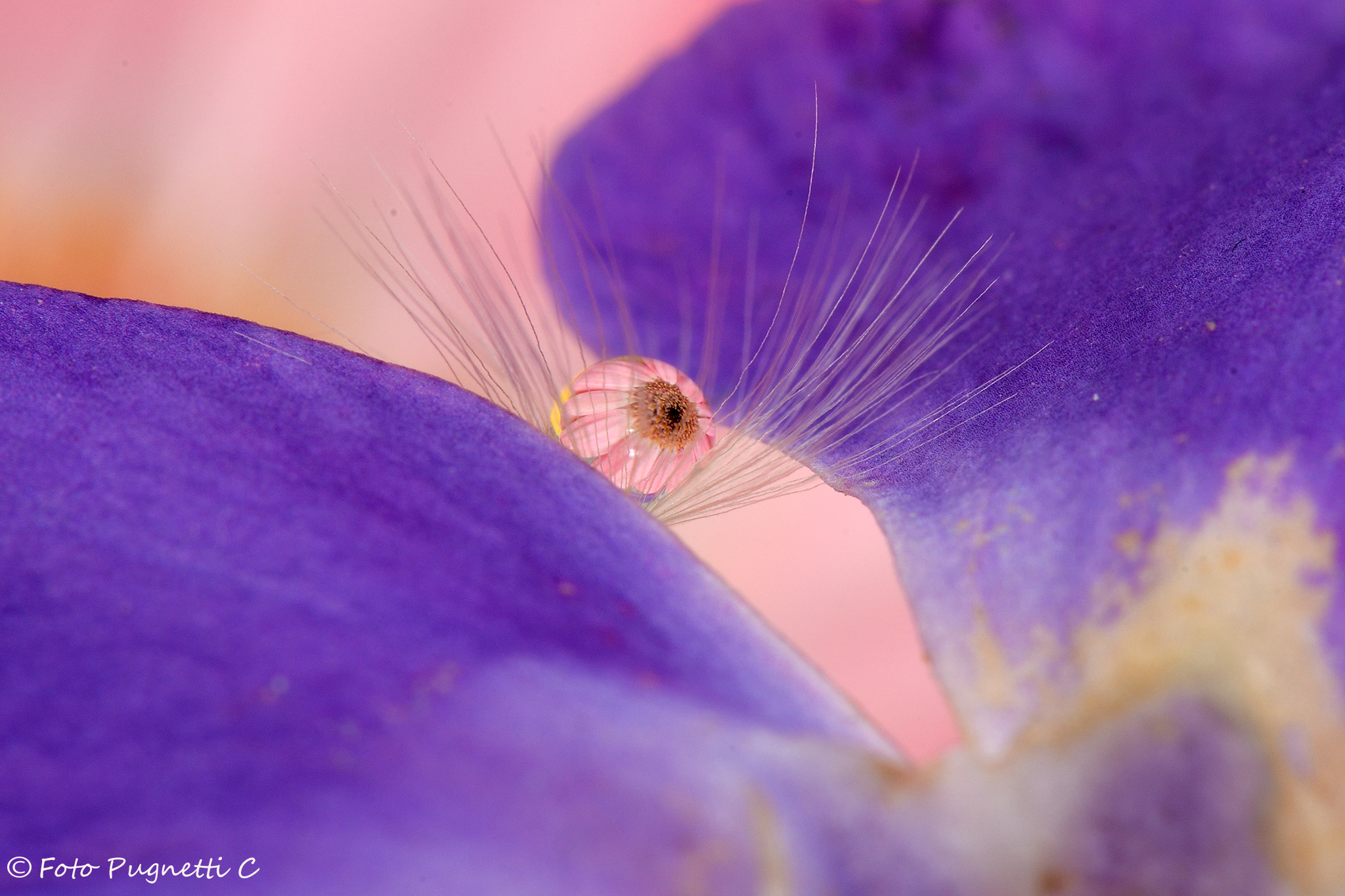 Come un occhio che sbircia