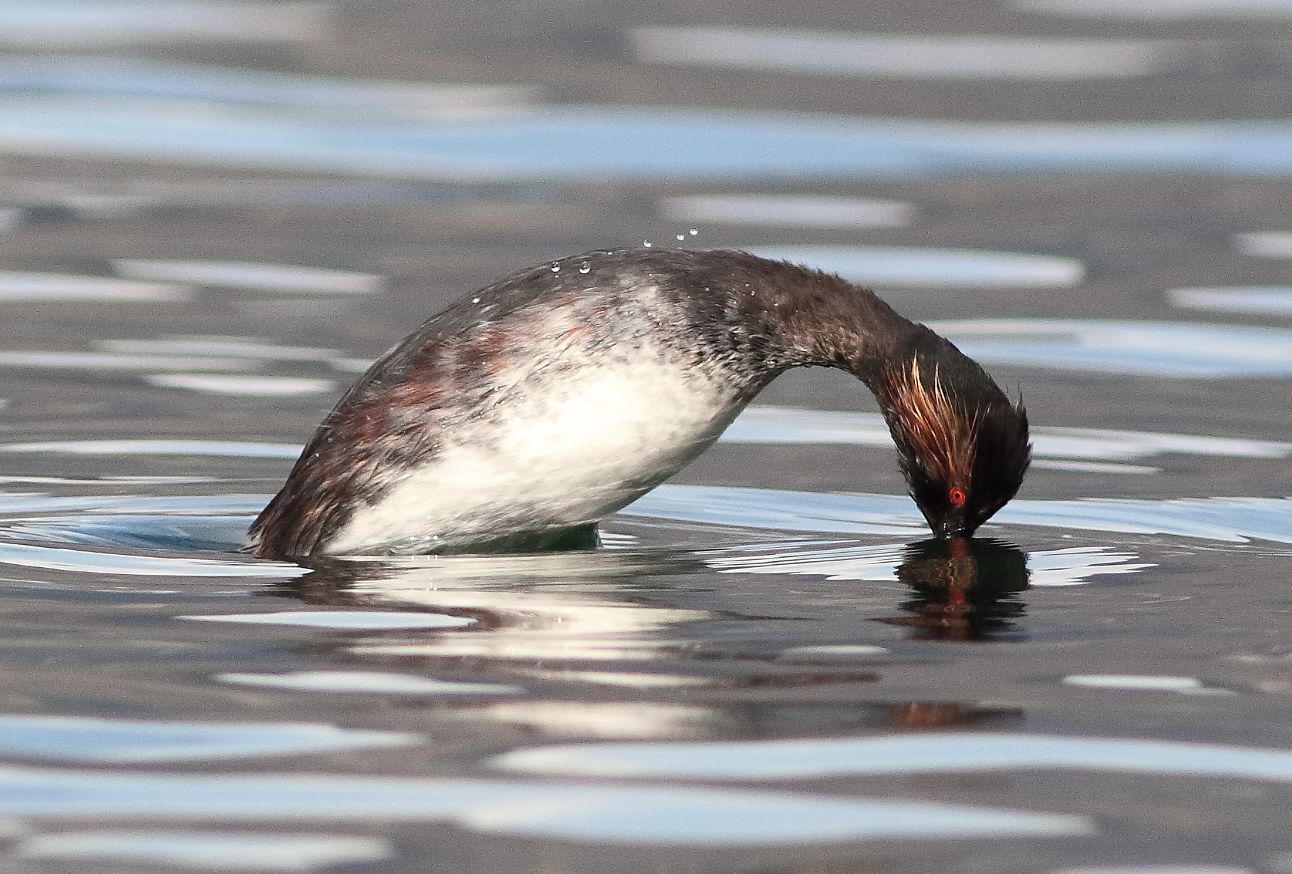 The dip of the little Grebe