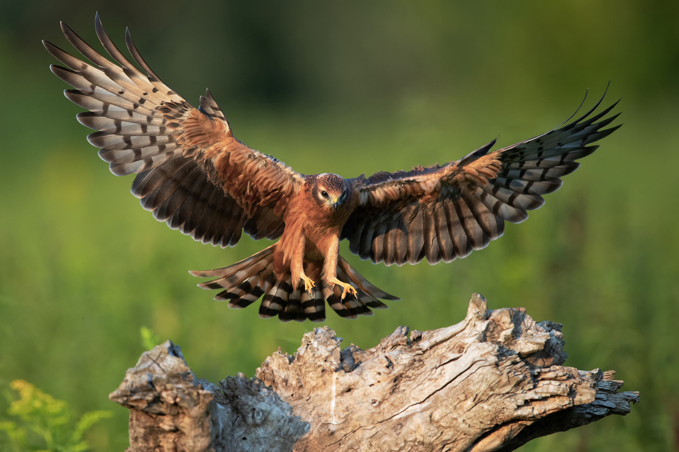 Primi voli - Albanella Minore