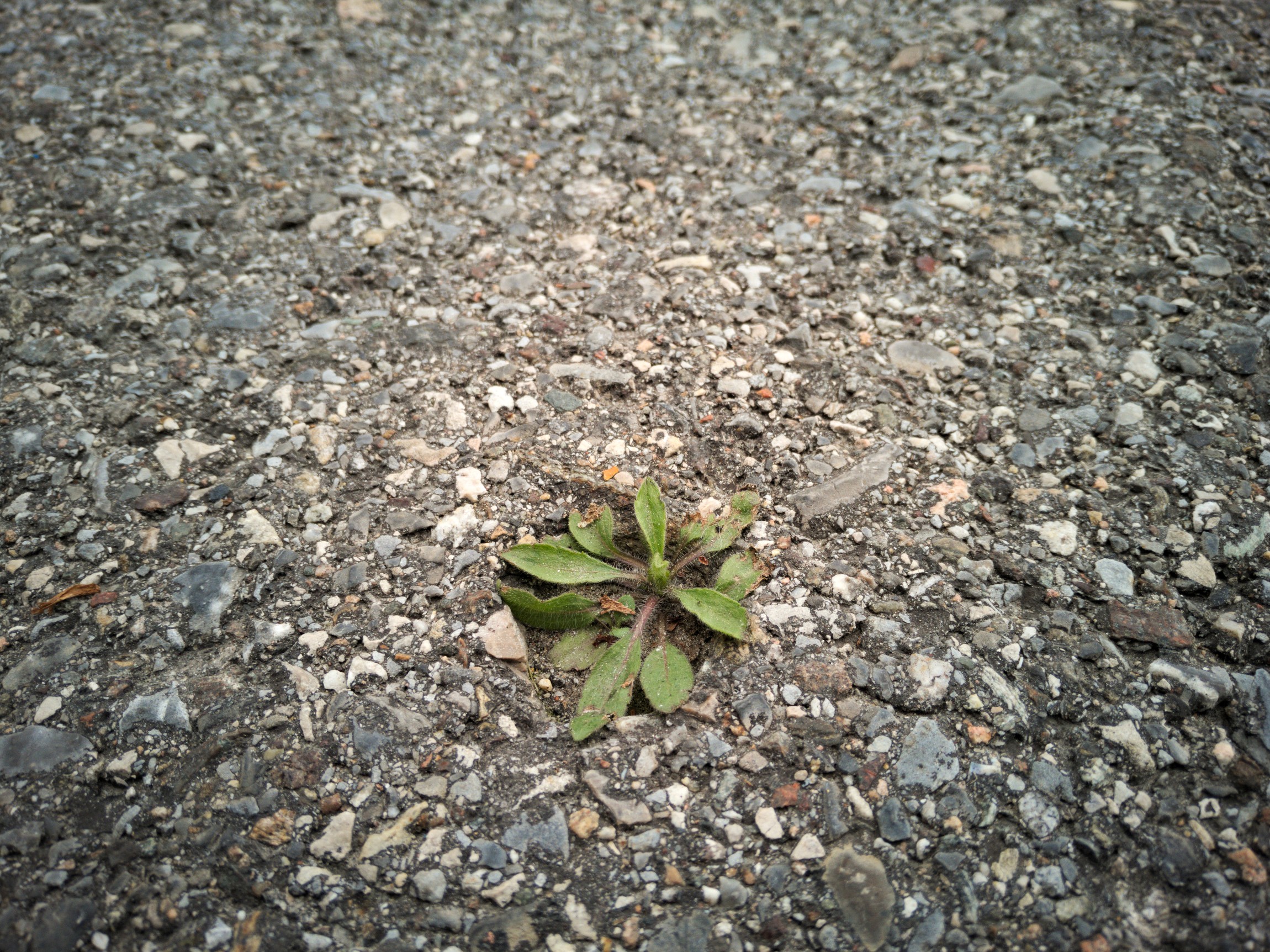 A hole in the asphalt...