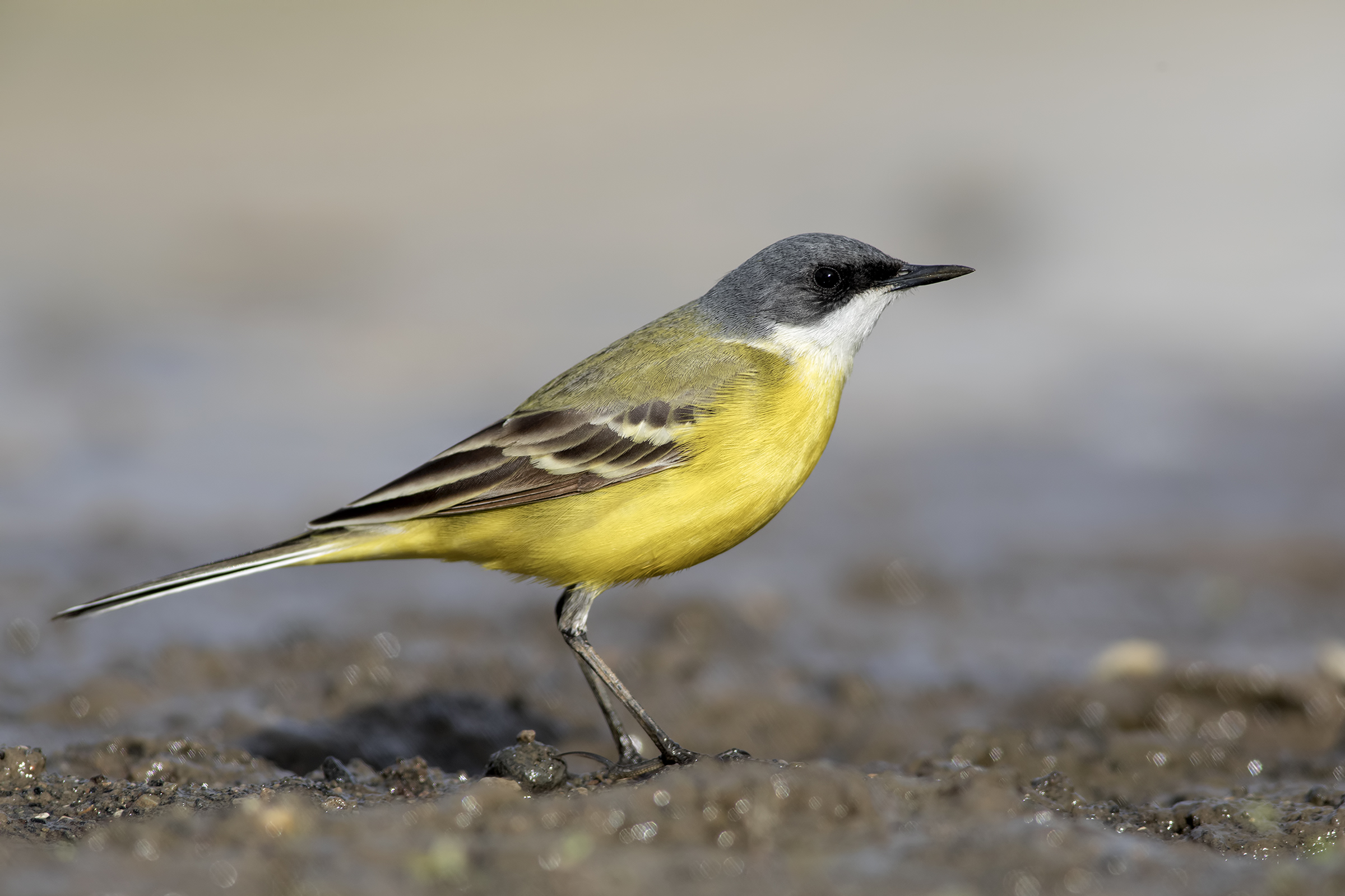 Yellow Wagtail