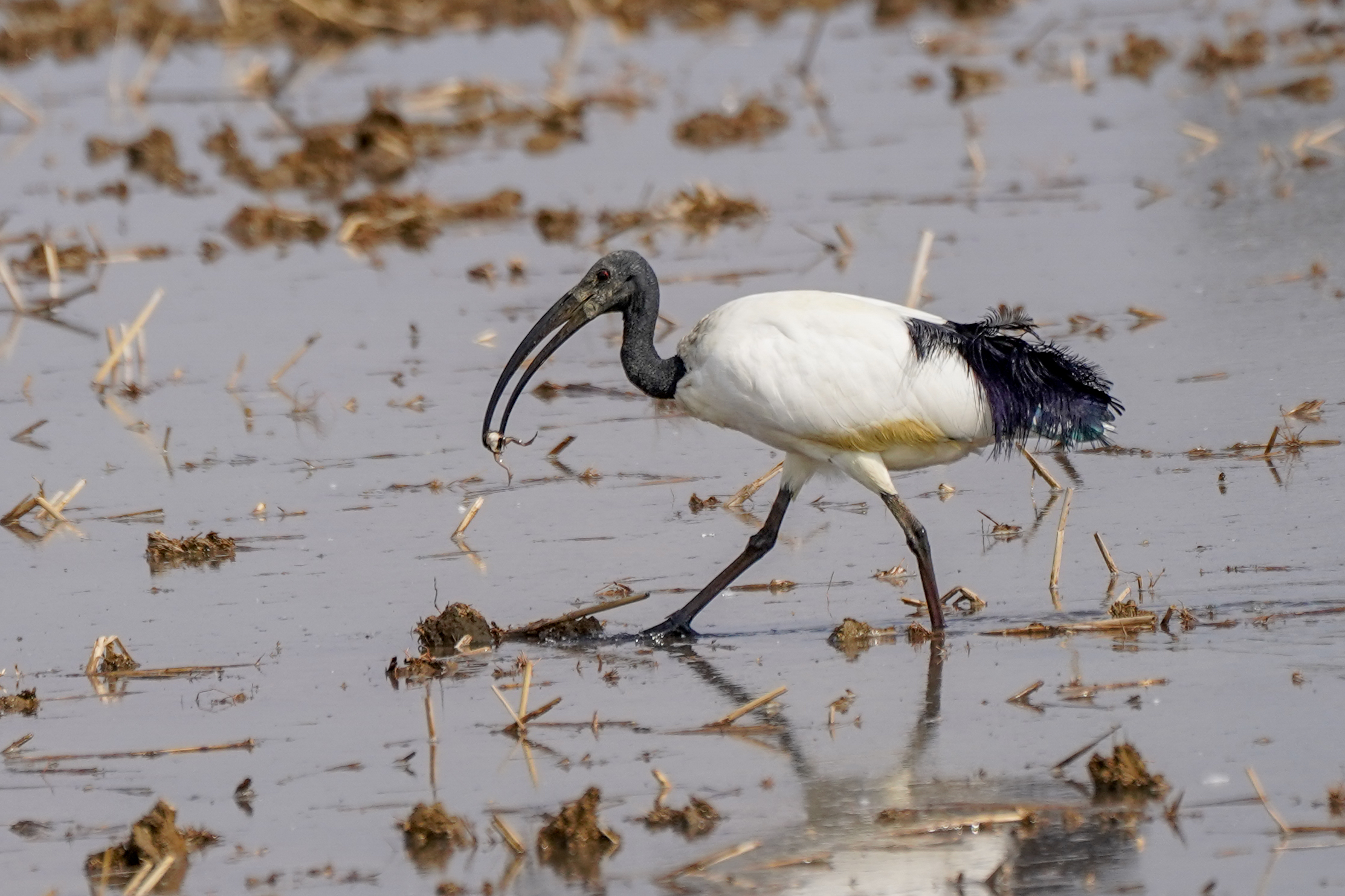 Ibis
