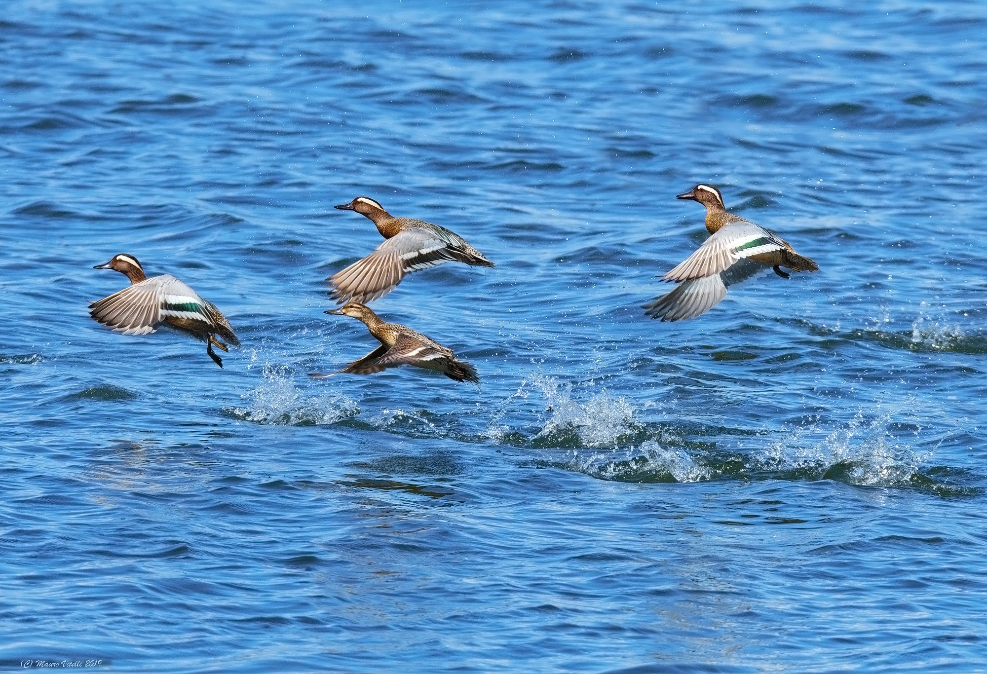 Marzaiole (Anas Querquedula)