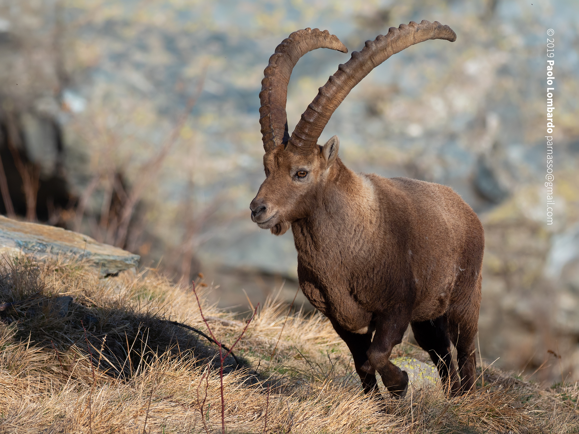Goat Ibex-Steinbock-Ibex Goat Stambecco