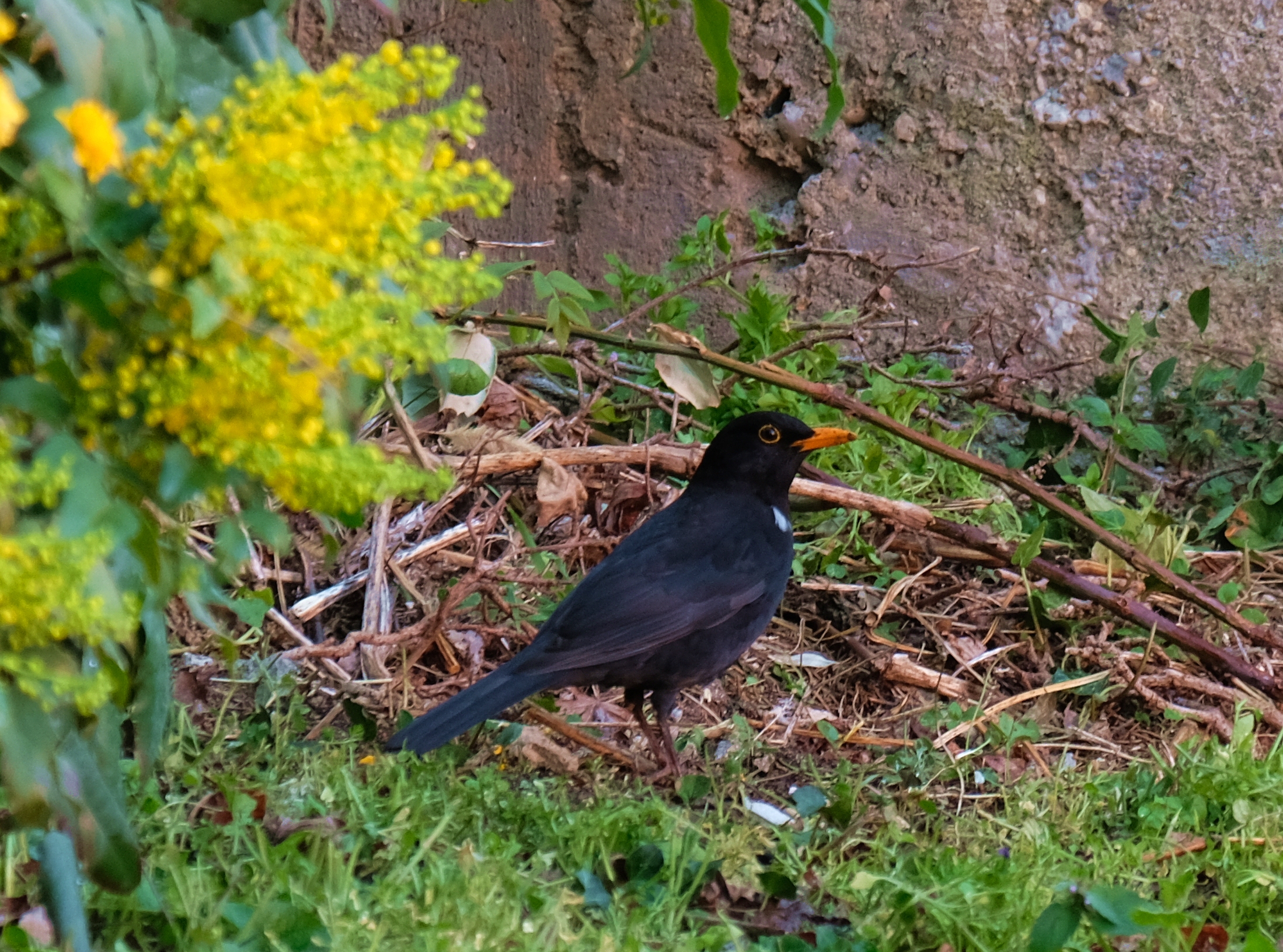 Blackbird in the garden