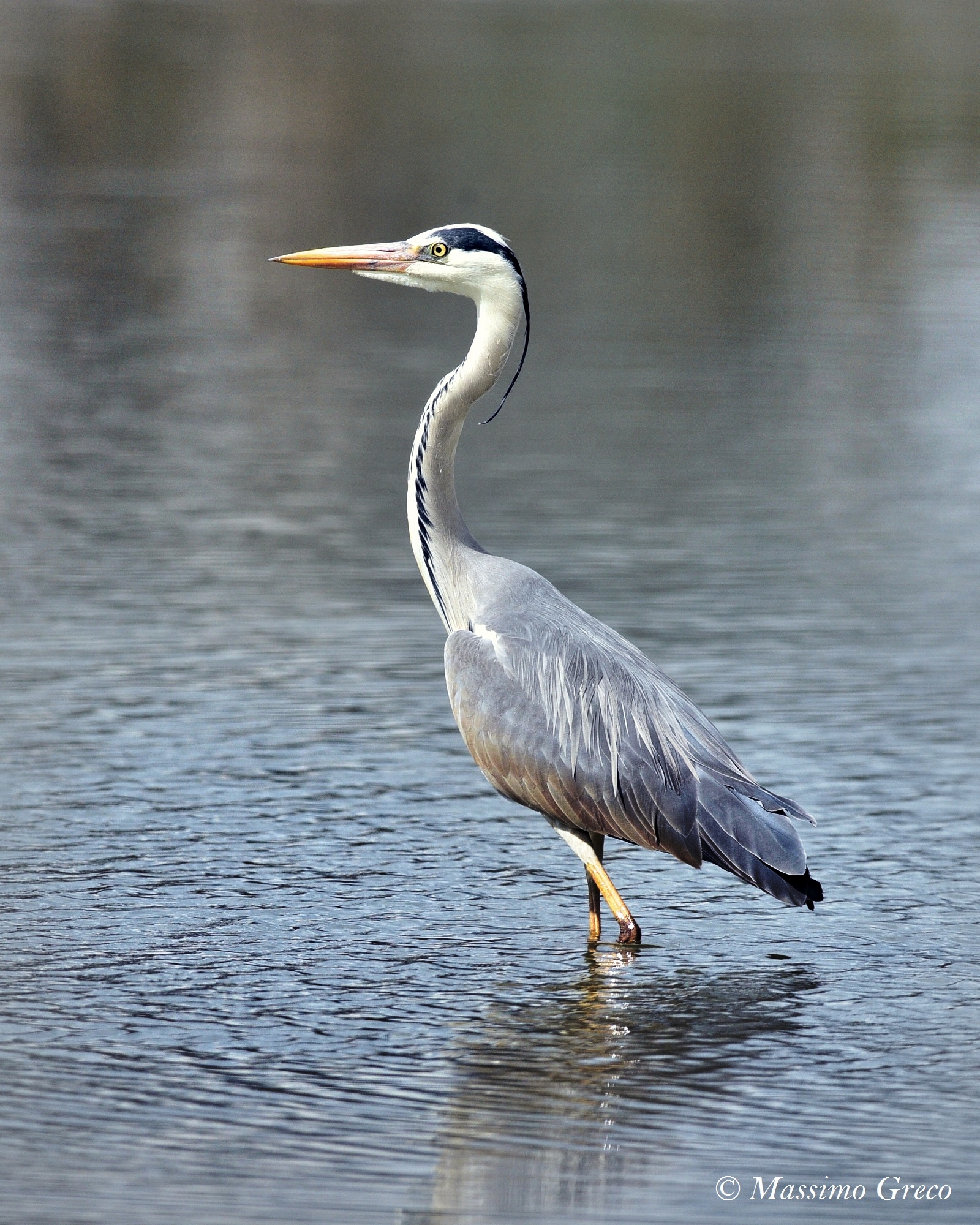 Grey Heron
