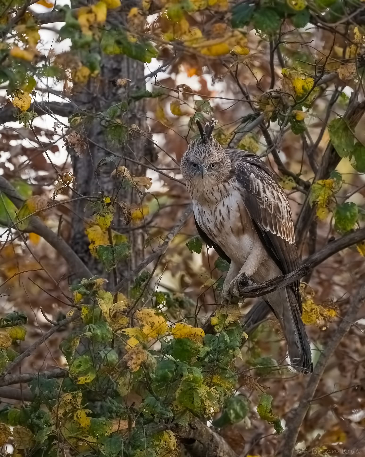 Falco-aquila mutevole (Nisaetus Cirrhatus)