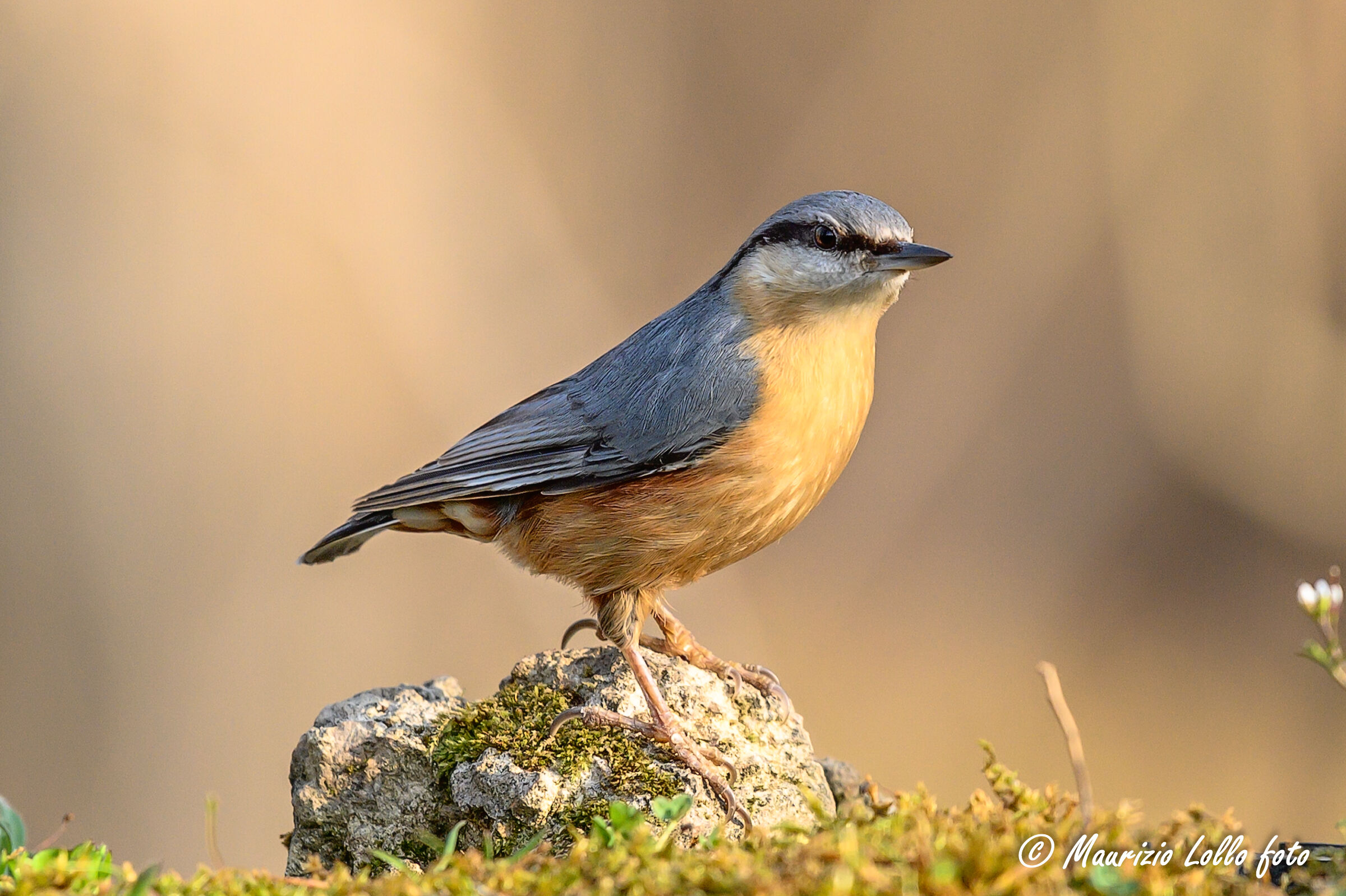 Picchio muratore ... che imita il pettirosso