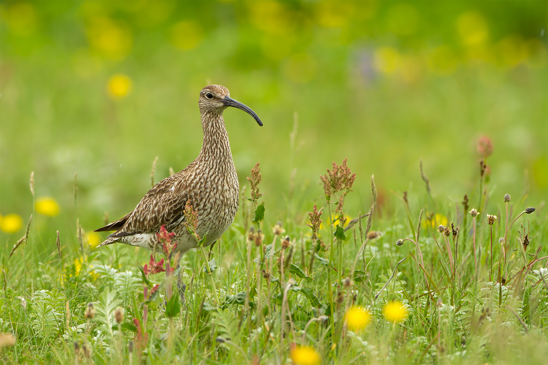 Numenius phaeopus (Capriccio)