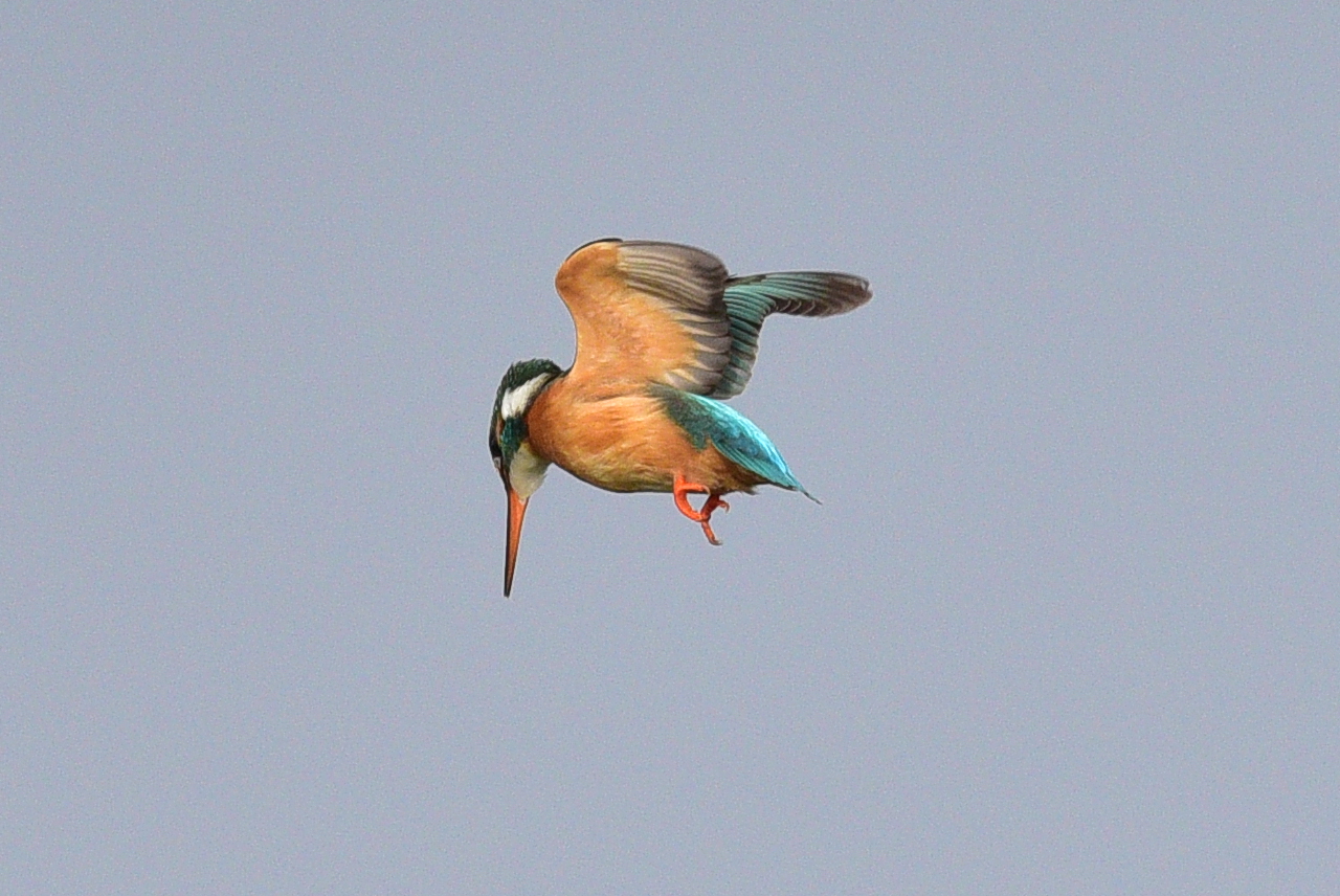 Kingfisher