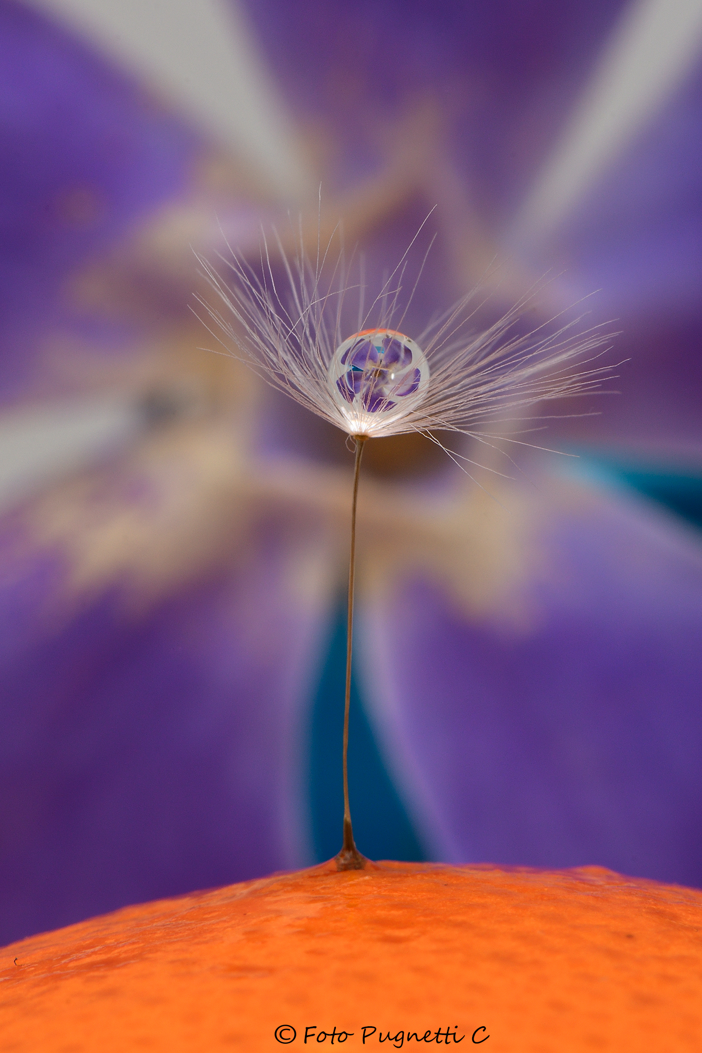 Drop with Flower on Dandelion seed
