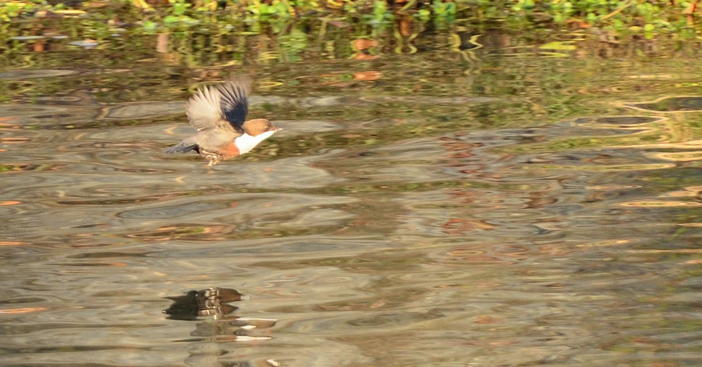 Merlo Acquaiolo in volo