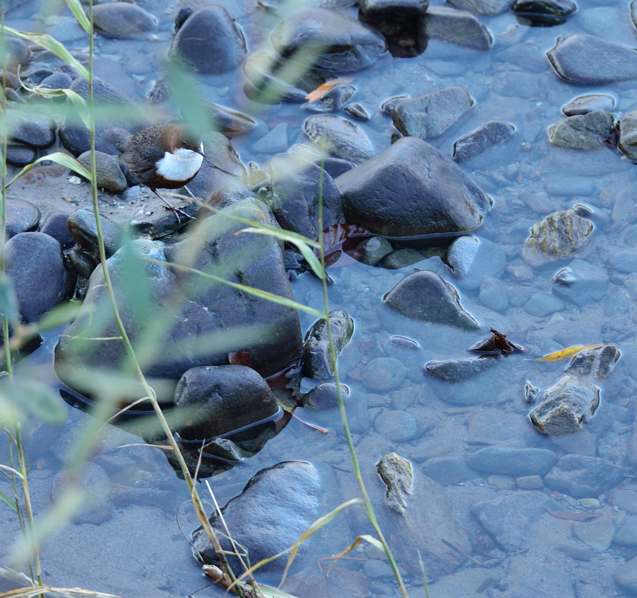 Merlo Acquaiolo fermo