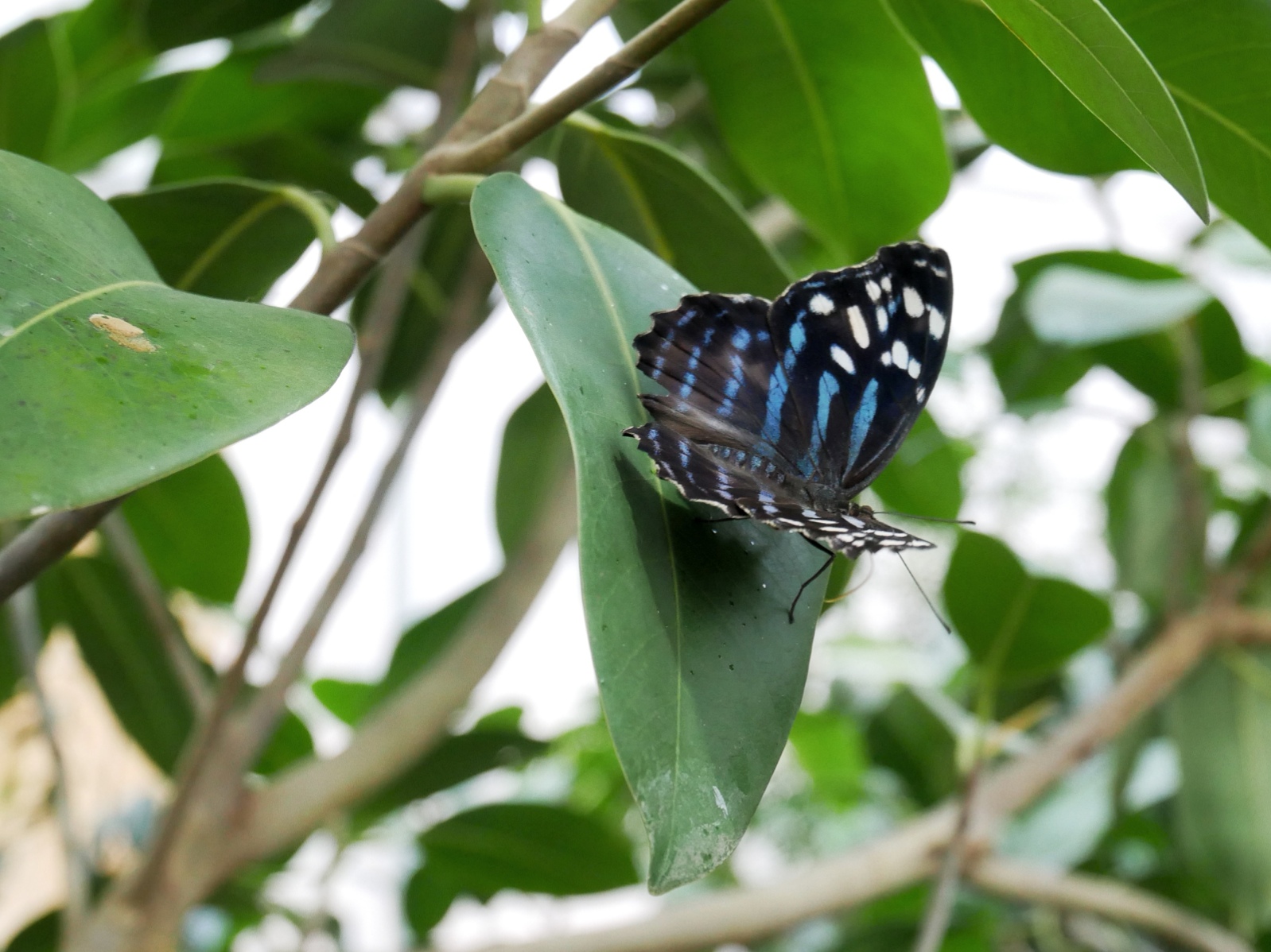 House of Butterflies