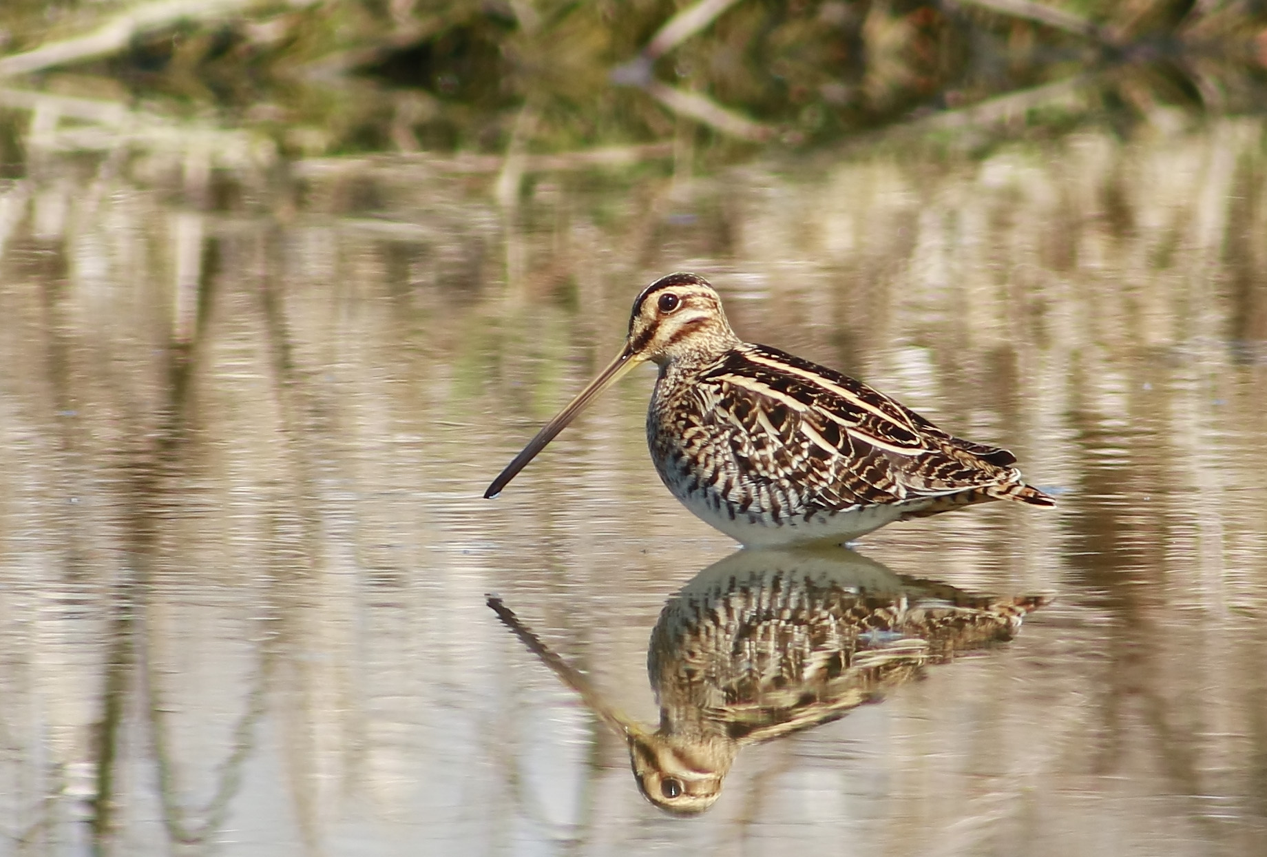 Snipe
