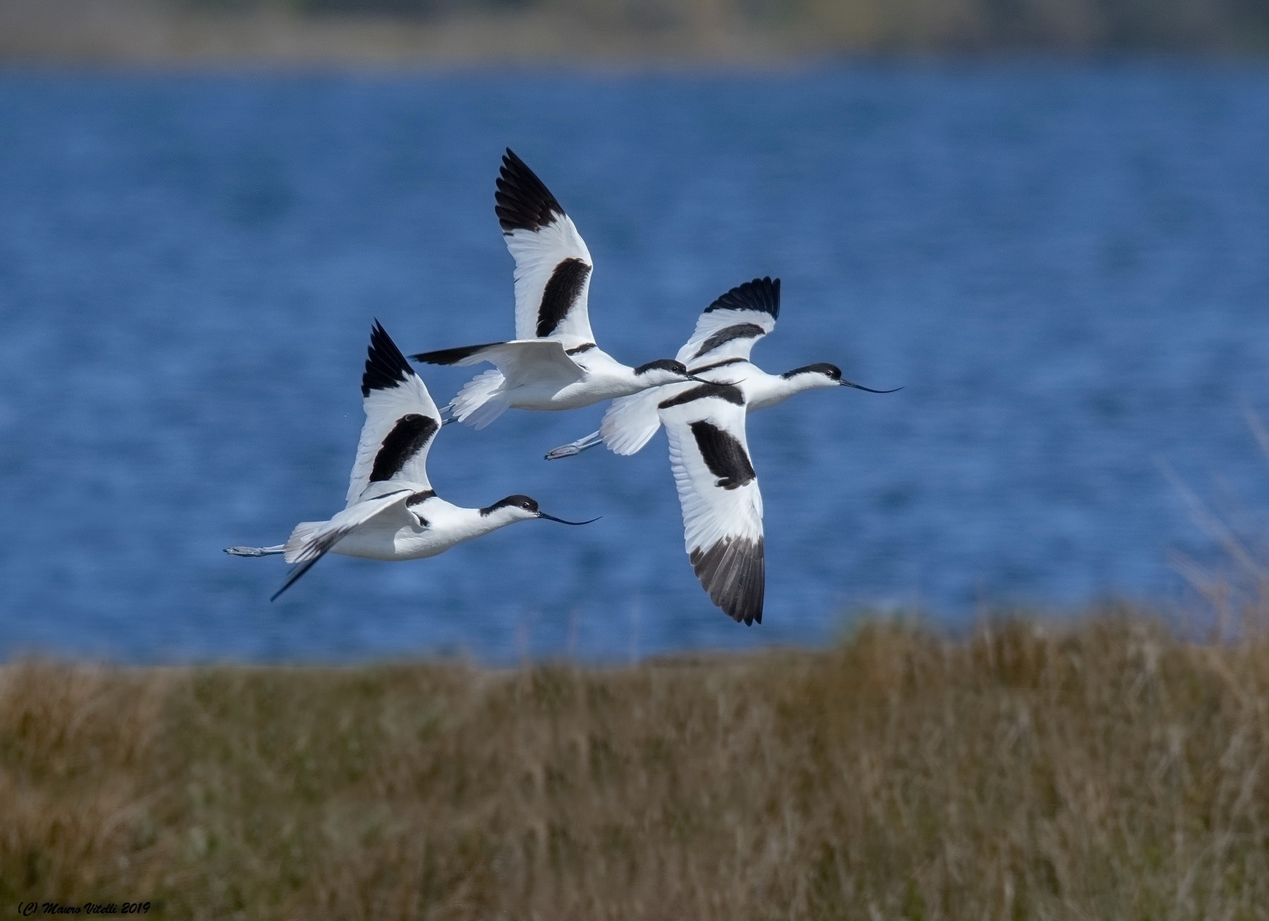 Avocets