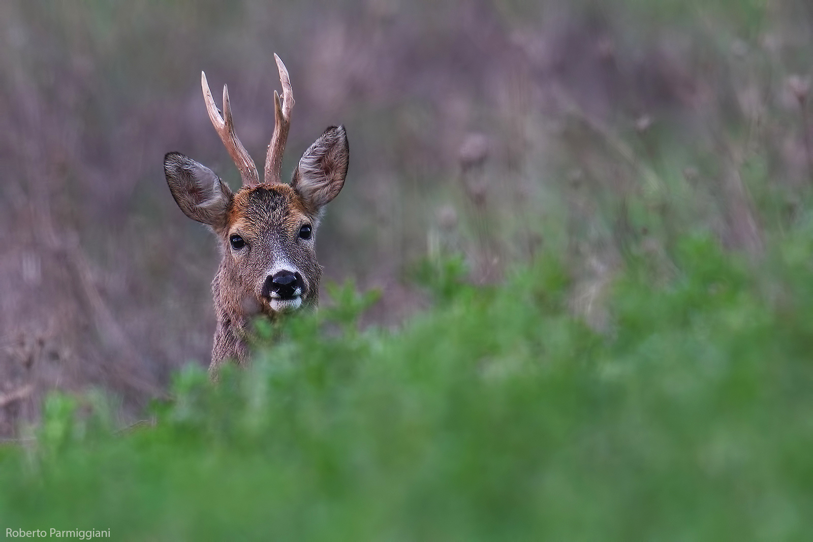 Composizione con capriolo