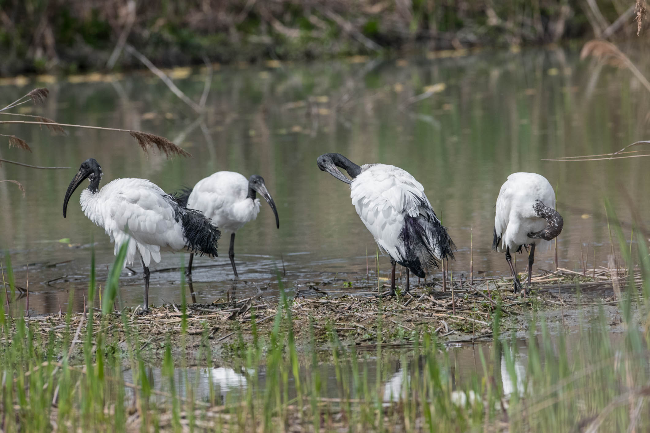 Ibis in Relax