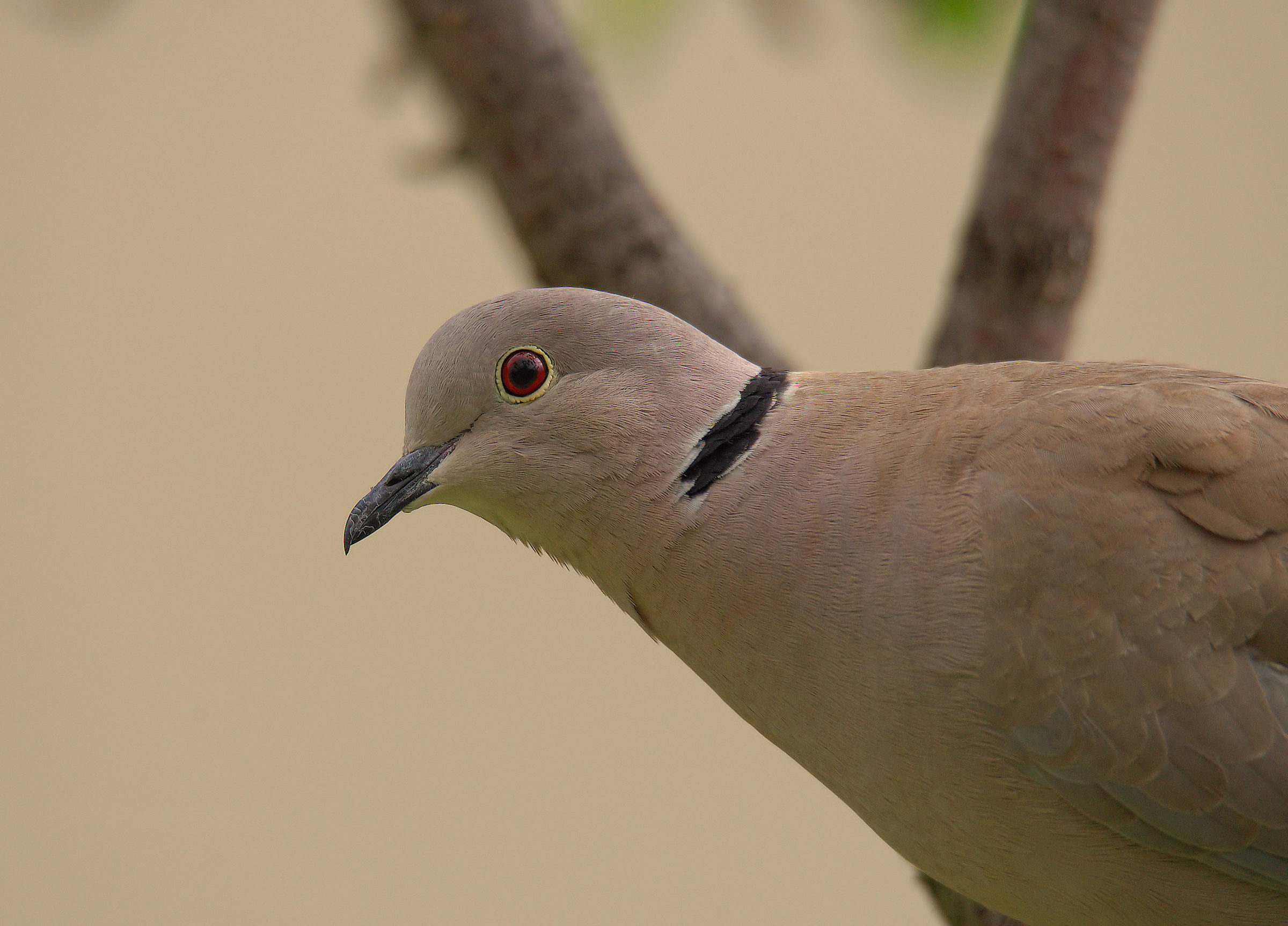 Collared Turtledove