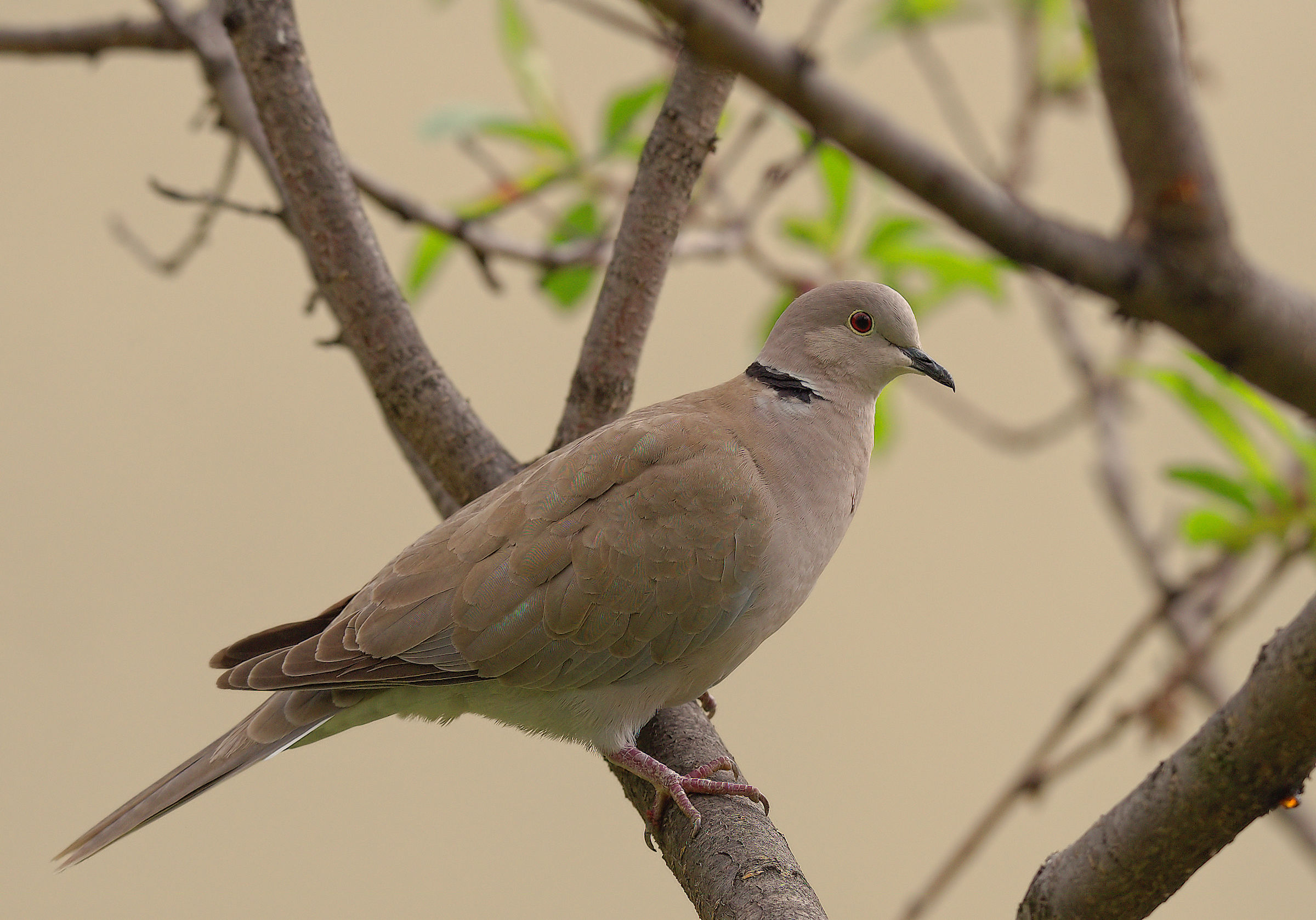 Collared Turtledove