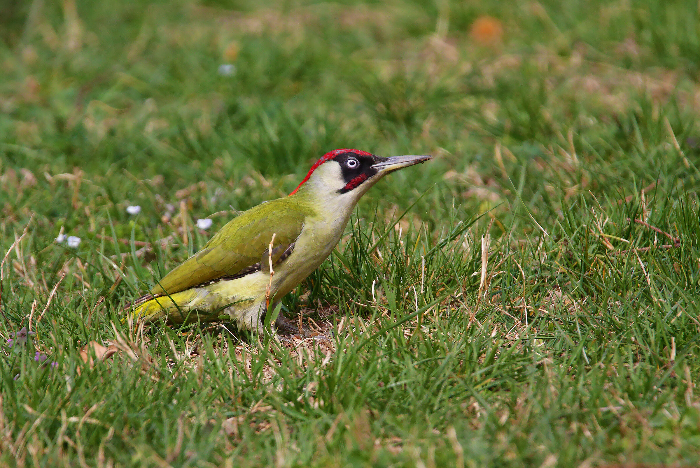 Little boy at the... Pasture