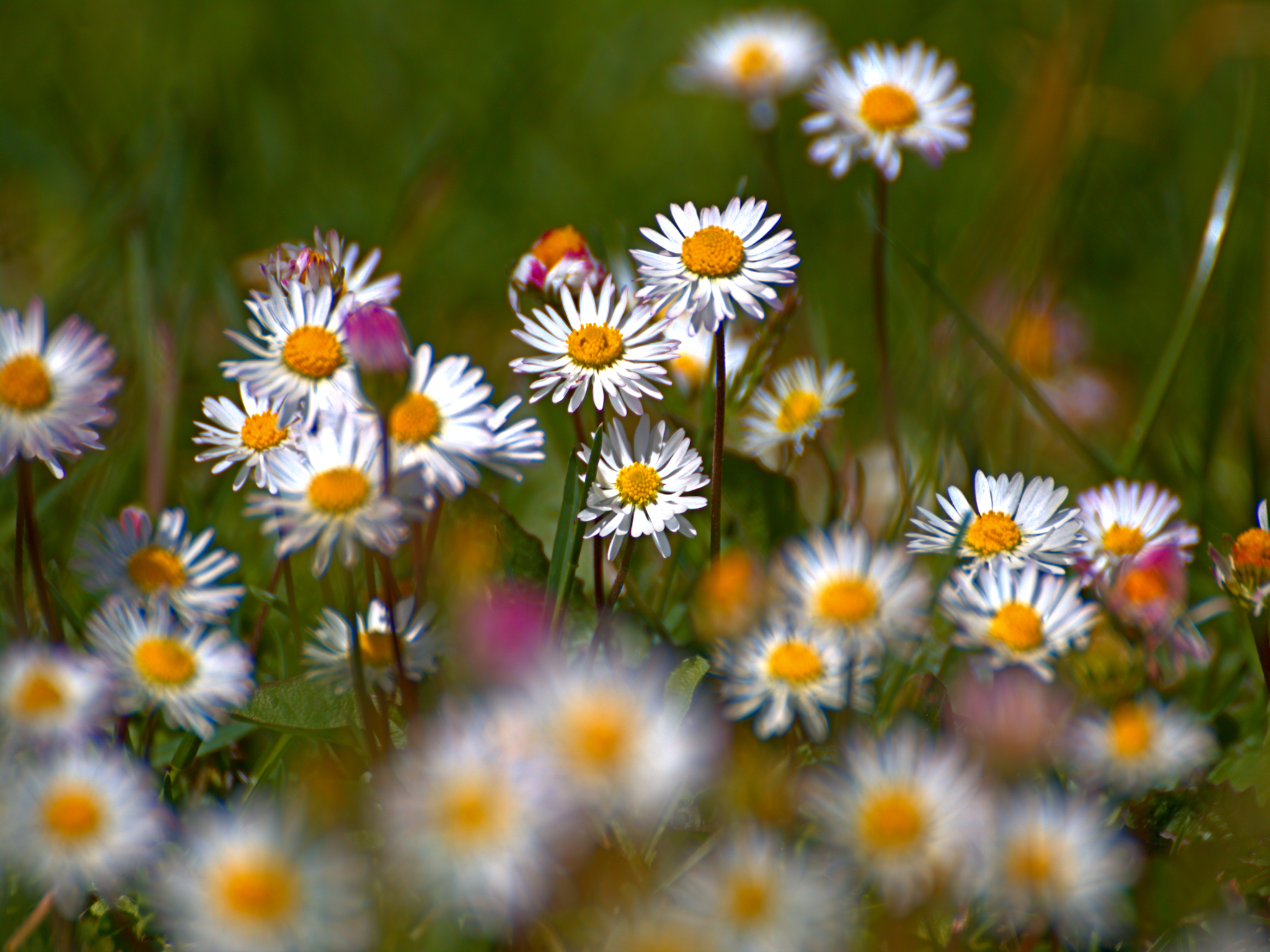 Expanse of Daisies