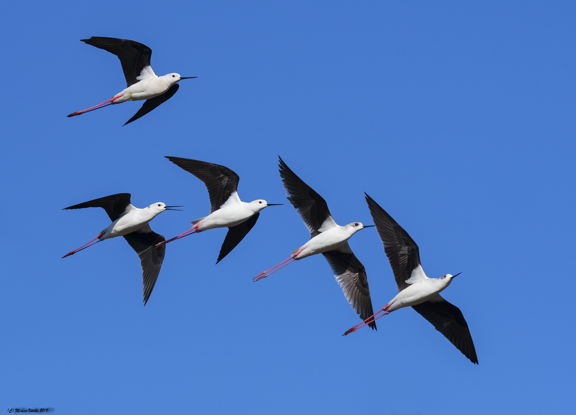 Knights of Italy (Himantopus Himantopus)