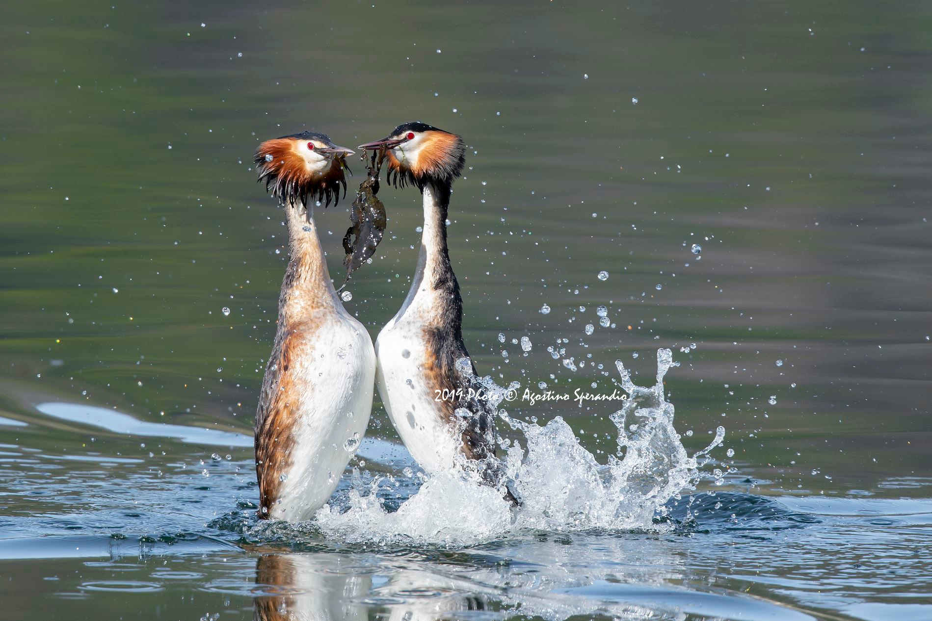 The Courtment with Gift offer