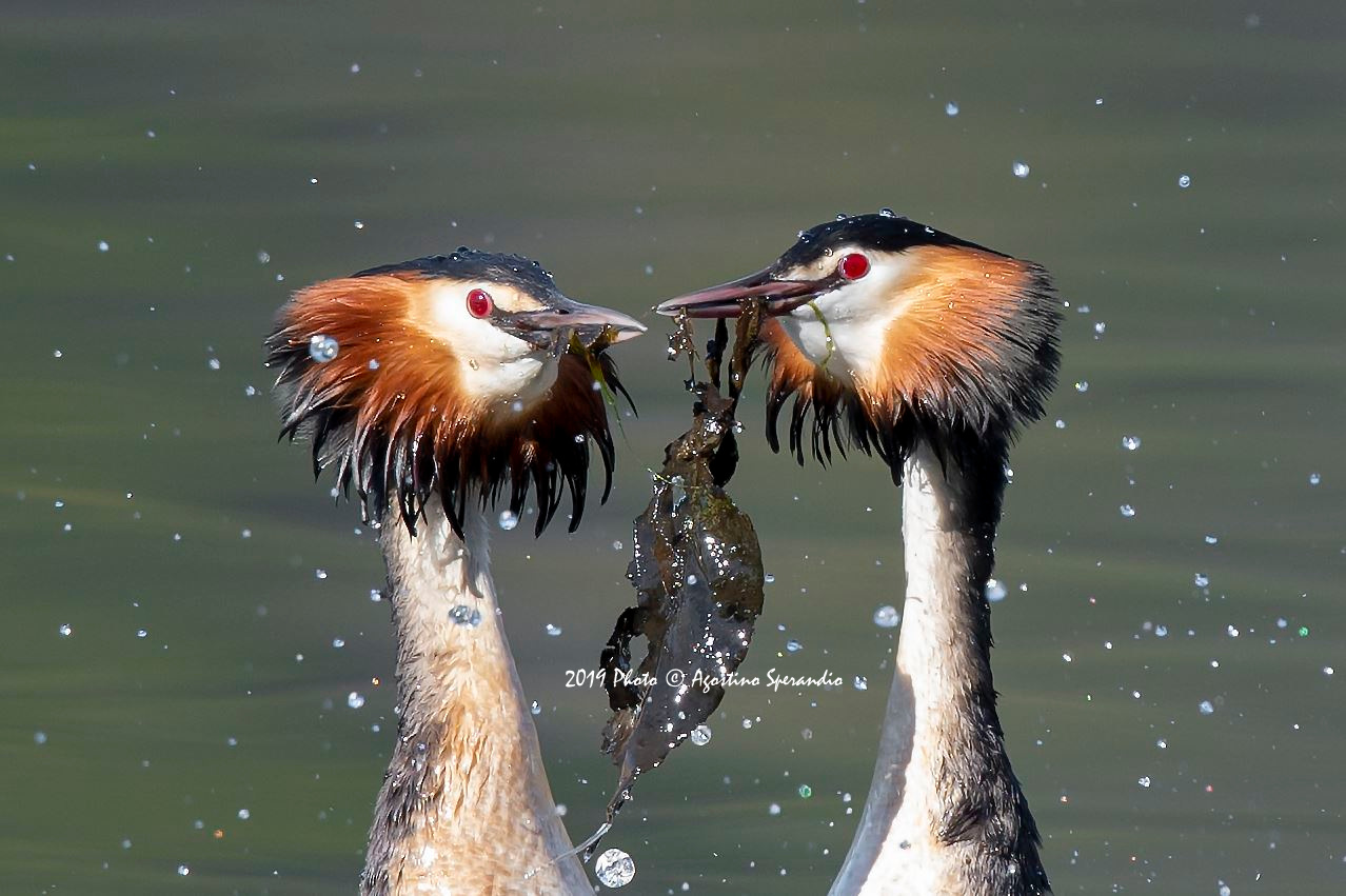 The Courtment with Gift offer