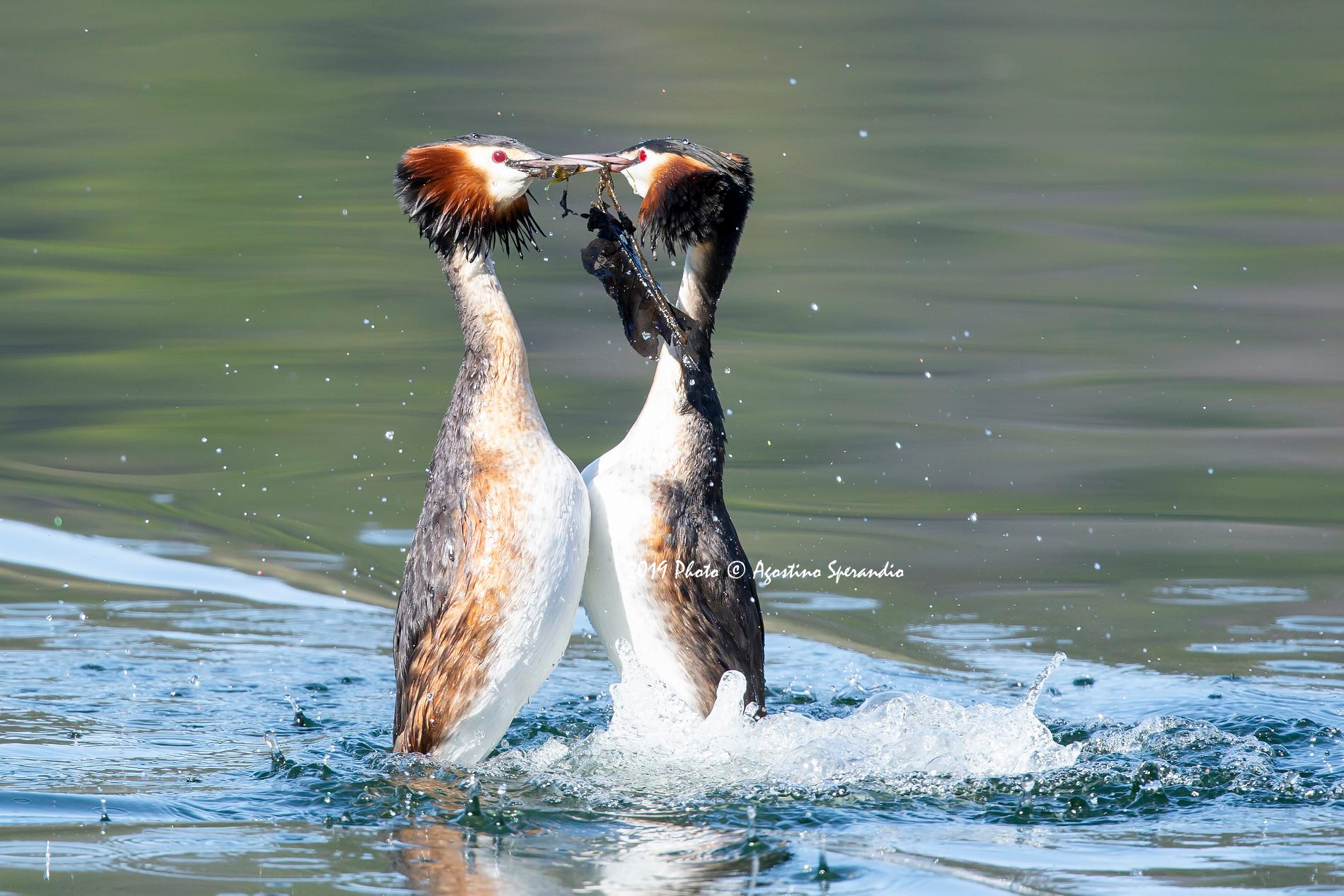 The Courtment with Gift offer