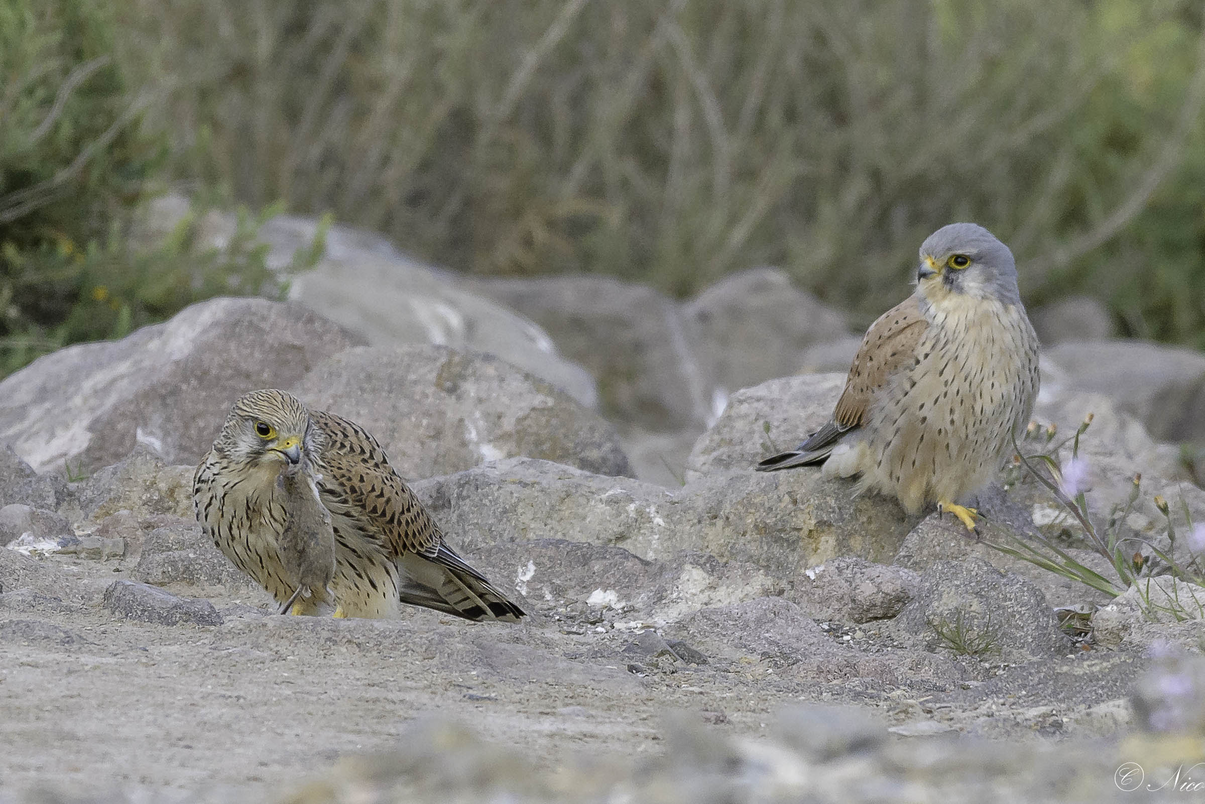 Seconda puntata: "Scambio del dono"