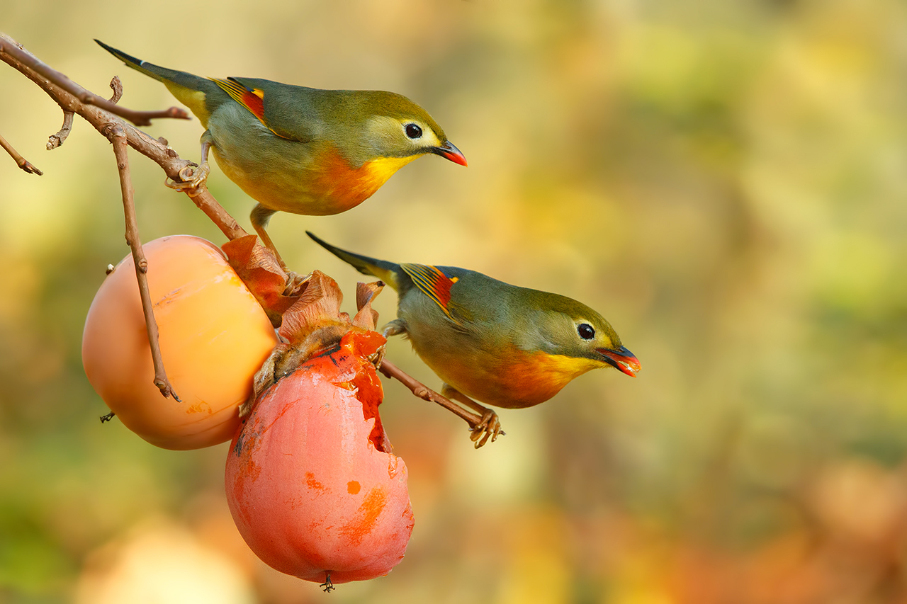 Nightingale of Japan