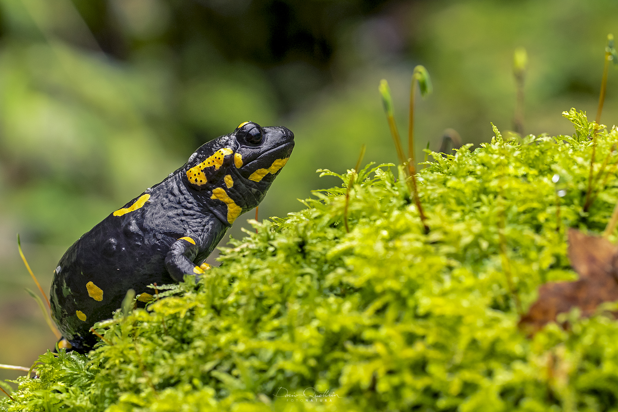 salamandra salamandra